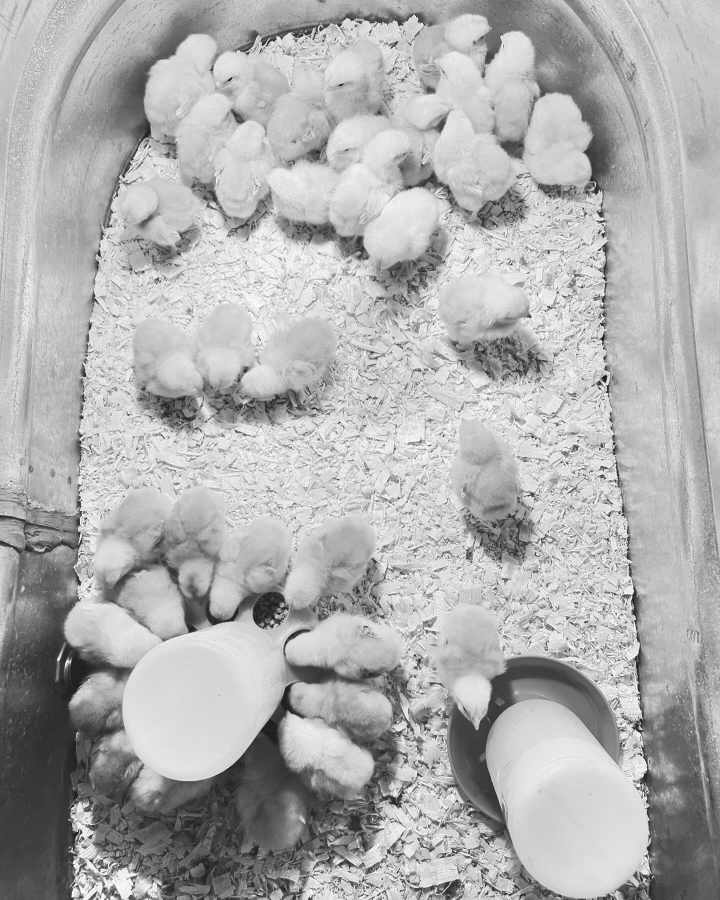 Today began like most
a warm snuggle
kisses and smiles&nbsp;
from my still little one
Once I was up&nbsp;
the first thing I did was hold&nbsp;
one of the fresh new chicks&nbsp;
as it died
I thought they were already dead when I found it
a soft flat b