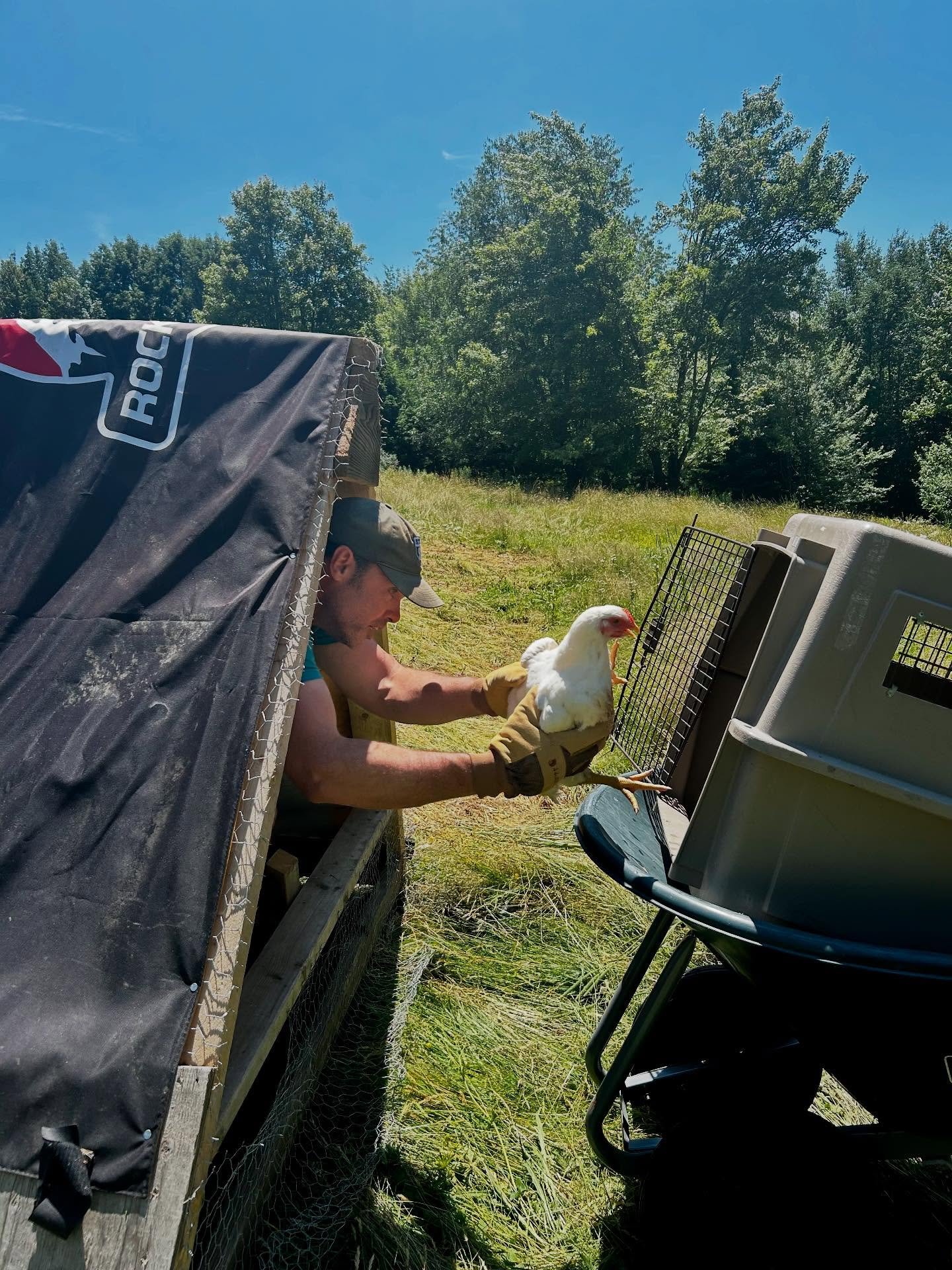 In a moment of supreme synchronicity, meat bird processing came on the very same day as Chris&rsquo; final day under contract with Rocky. It was a good run. Twelve years, give or take. Something like that. And now, it&rsquo;s time for our favorite gu