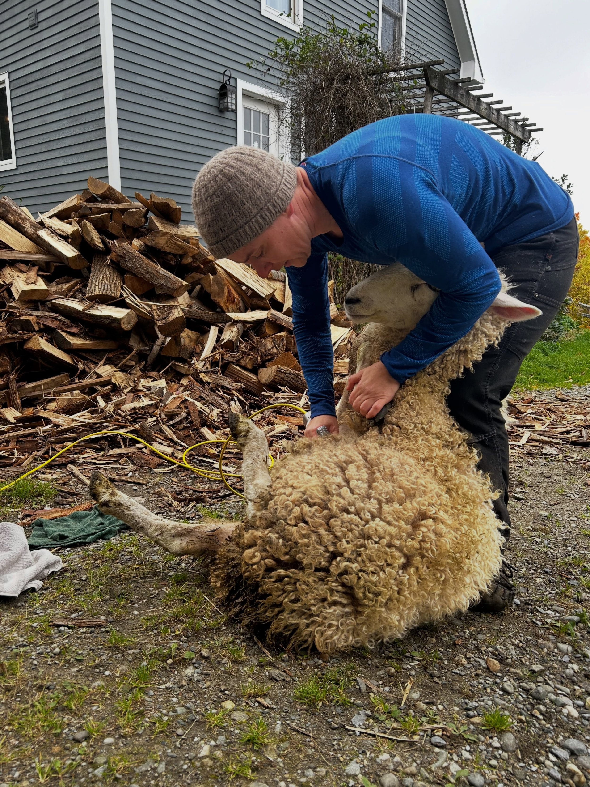 First shearing day. Lots of room for improvement, all on my end. So much neurosis on display for me. Documented in an essay, of course. Thank goodness for the good community of shepherds and shearers in Vermont. I'd have no hope without you. 

a glim