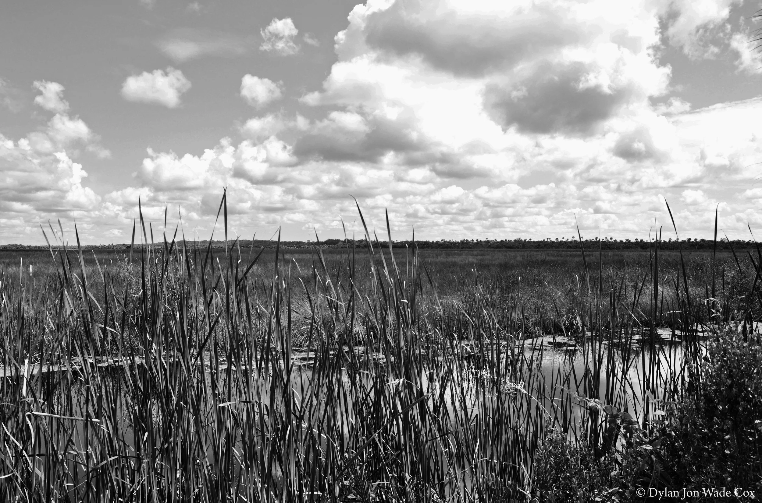 bigcypresslandscape clouds.jpg