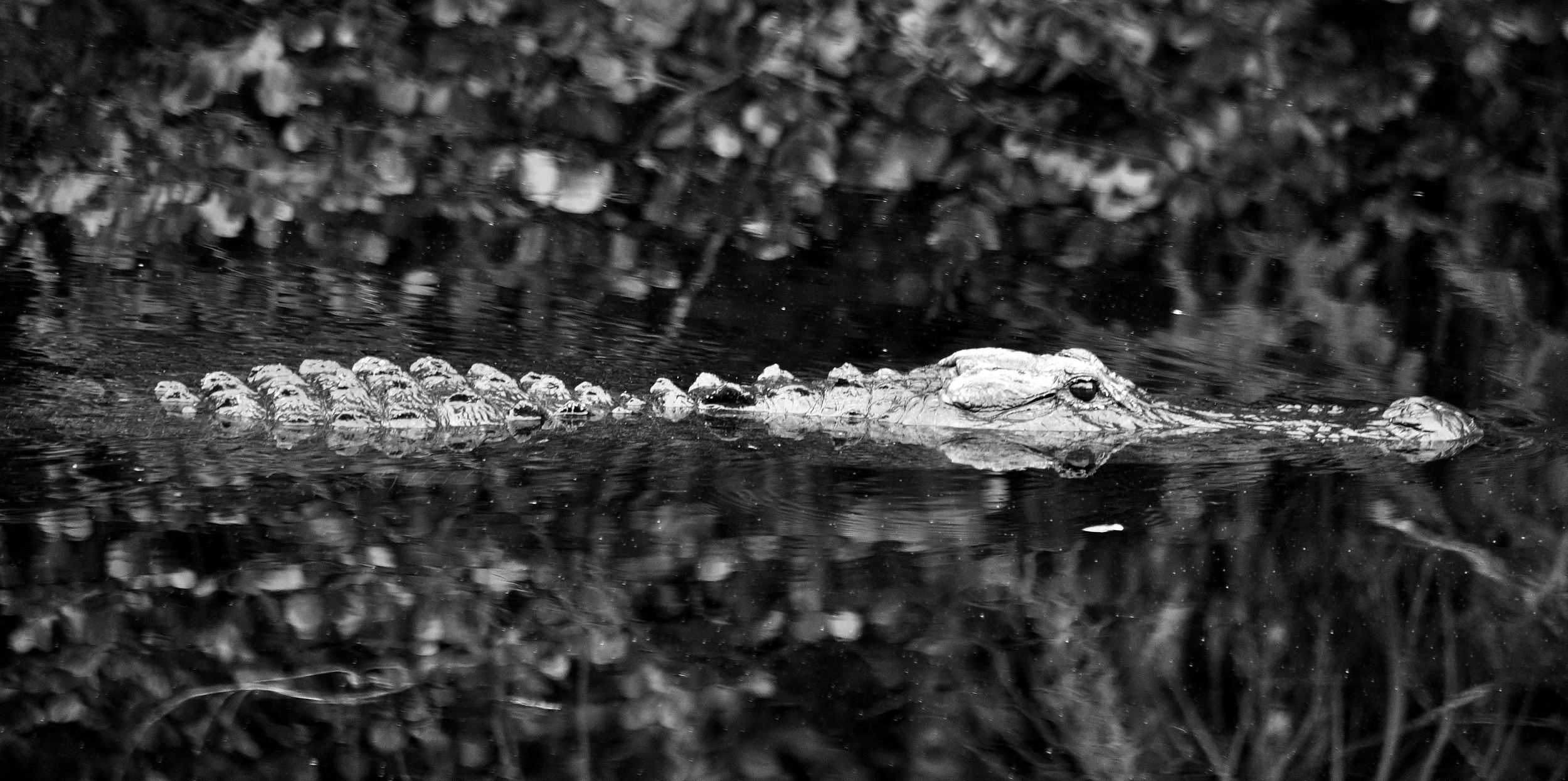 GatorBnwbigcypressreflectionnodjwc.jpg