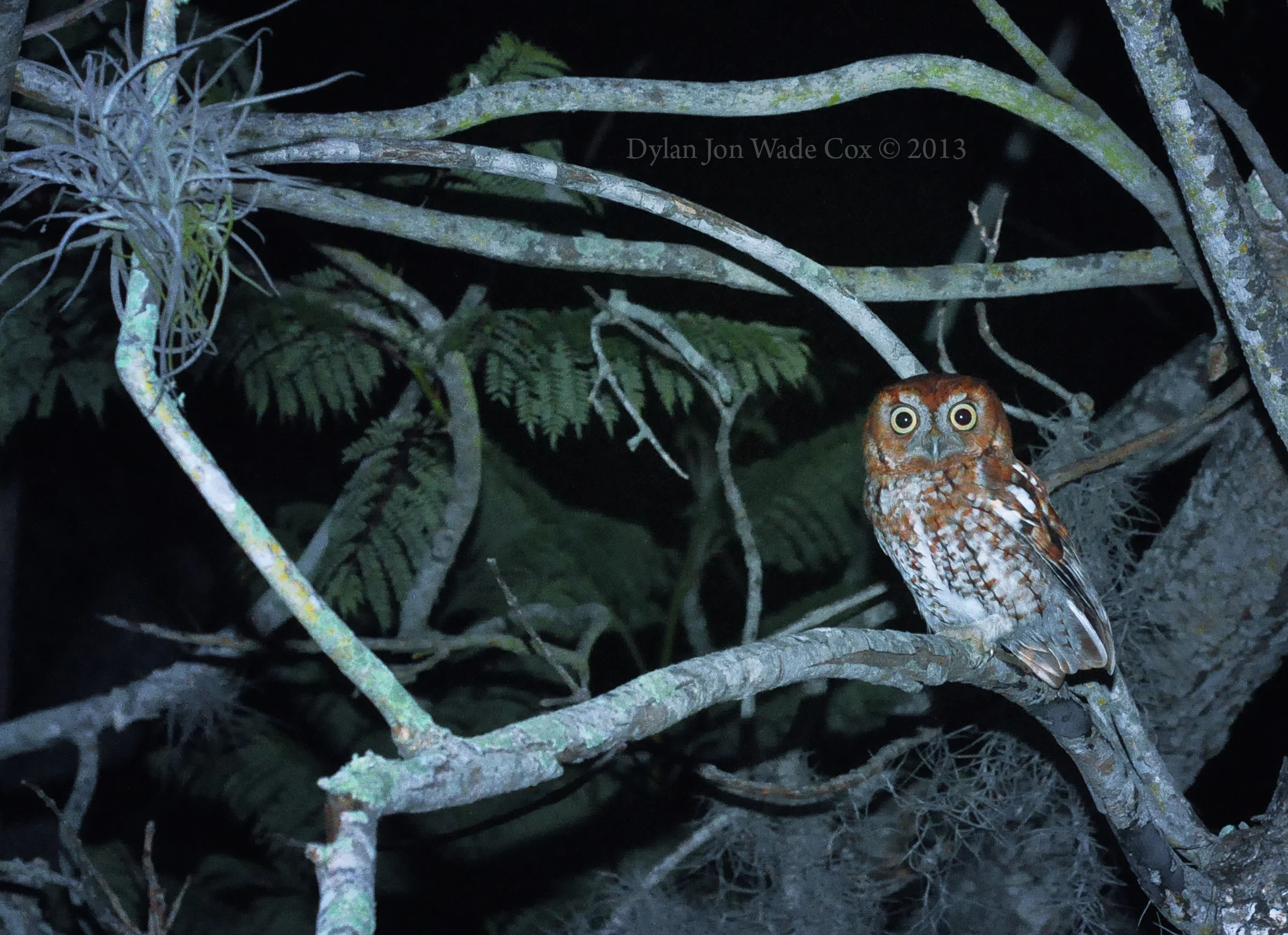 owlnightgreentree.jpg