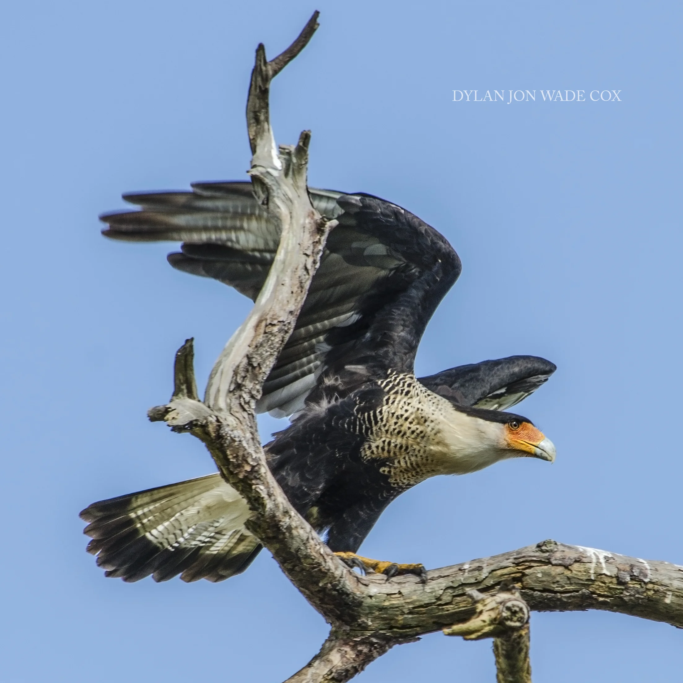 caracara1DJWCSQUARE.jpg