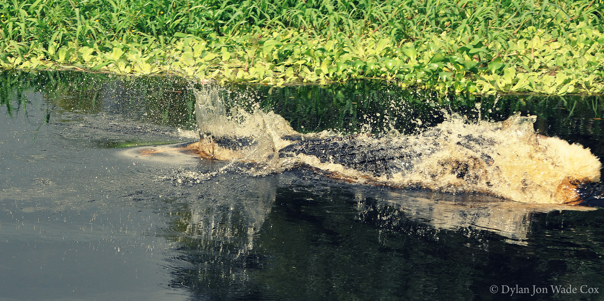 Gatorfightmyakka.jpg