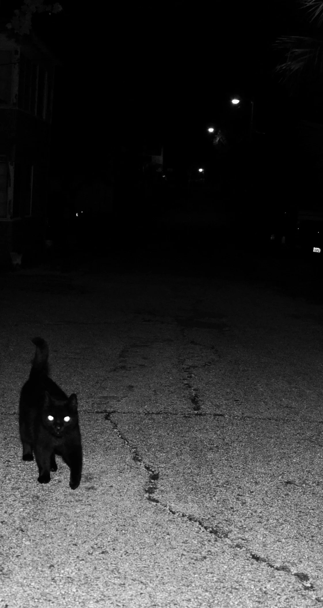 blackcatstreetscasanodjwc.jpg