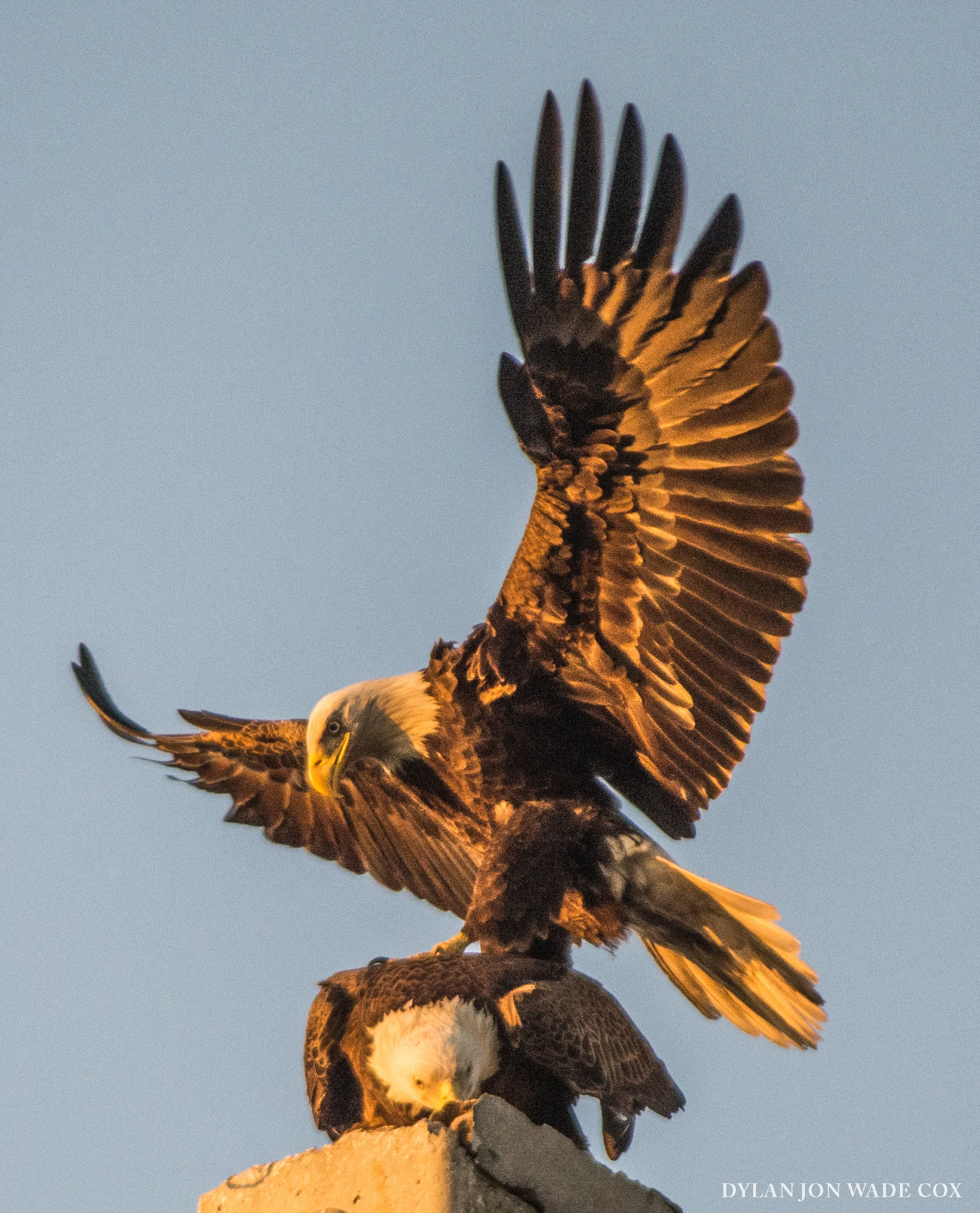 eagleoneagle1-1 copyDJWC.jpg