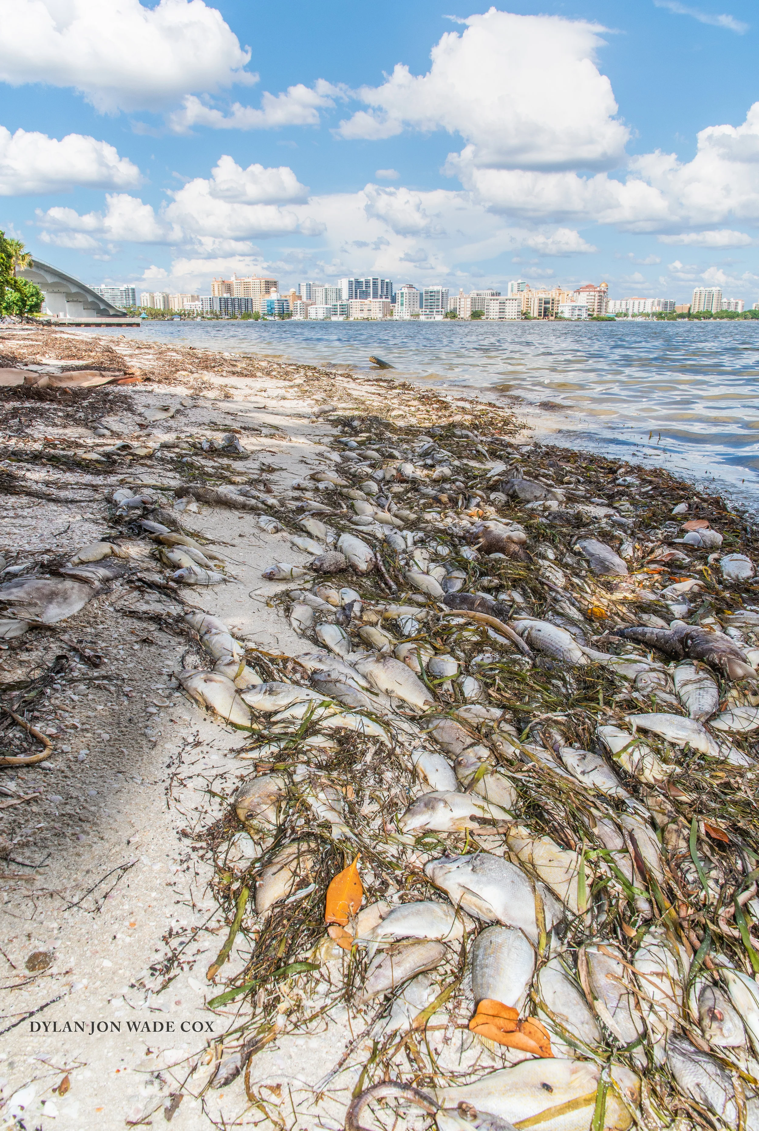 redtide-birdkey-5878 copyDJWC.jpg