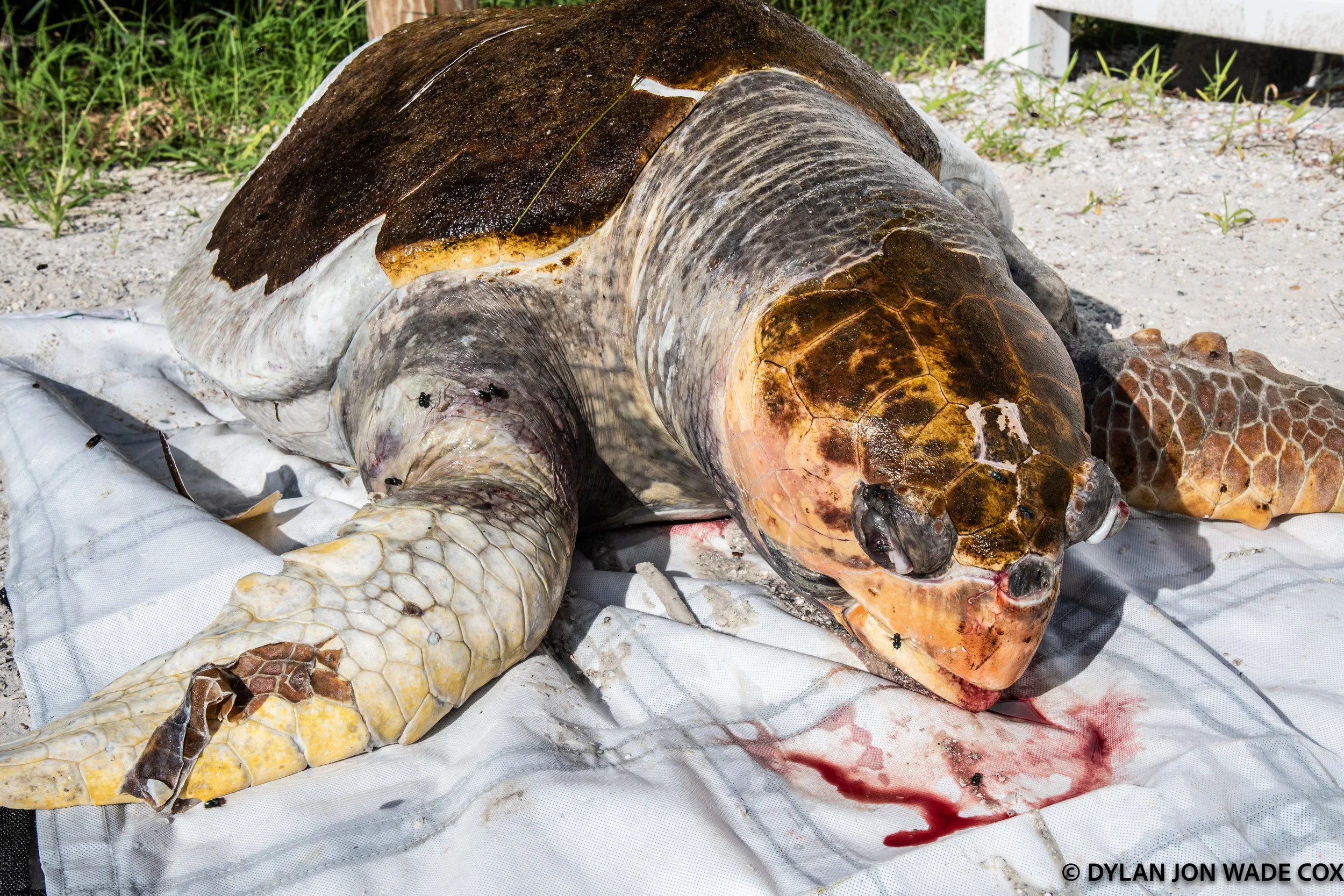 redtide-deadturtle-1560.jpg