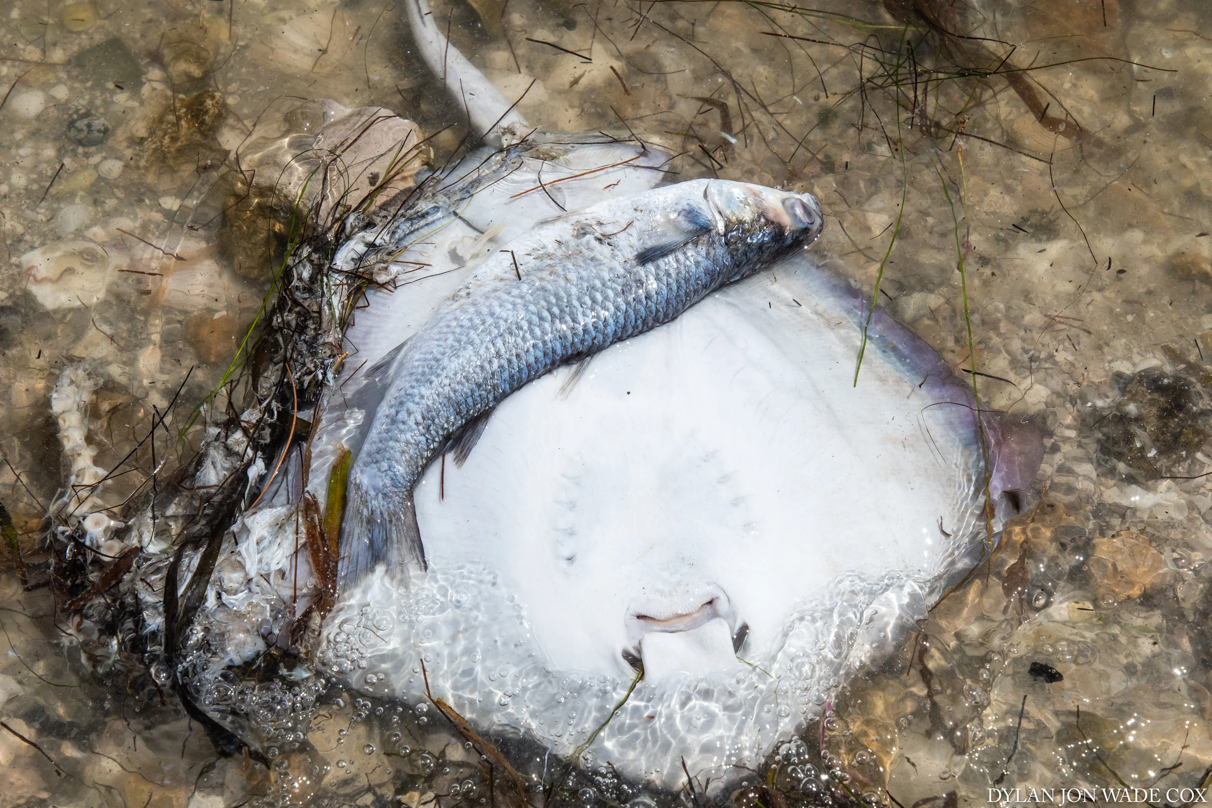 redtide-palmasolabradenton-4374.jpg