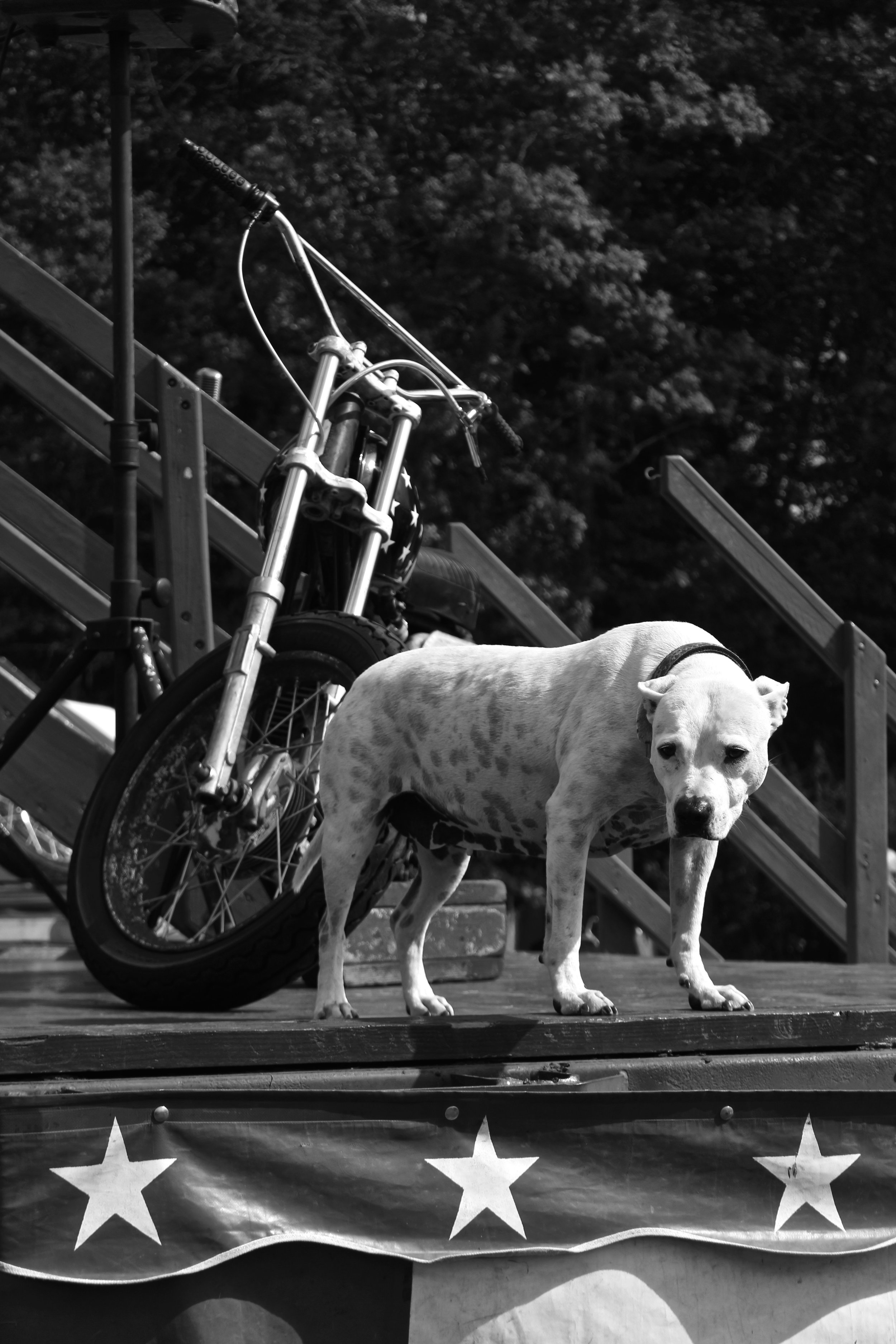  Wall of Death dog, Barber Festival, Birmingham, AL. 