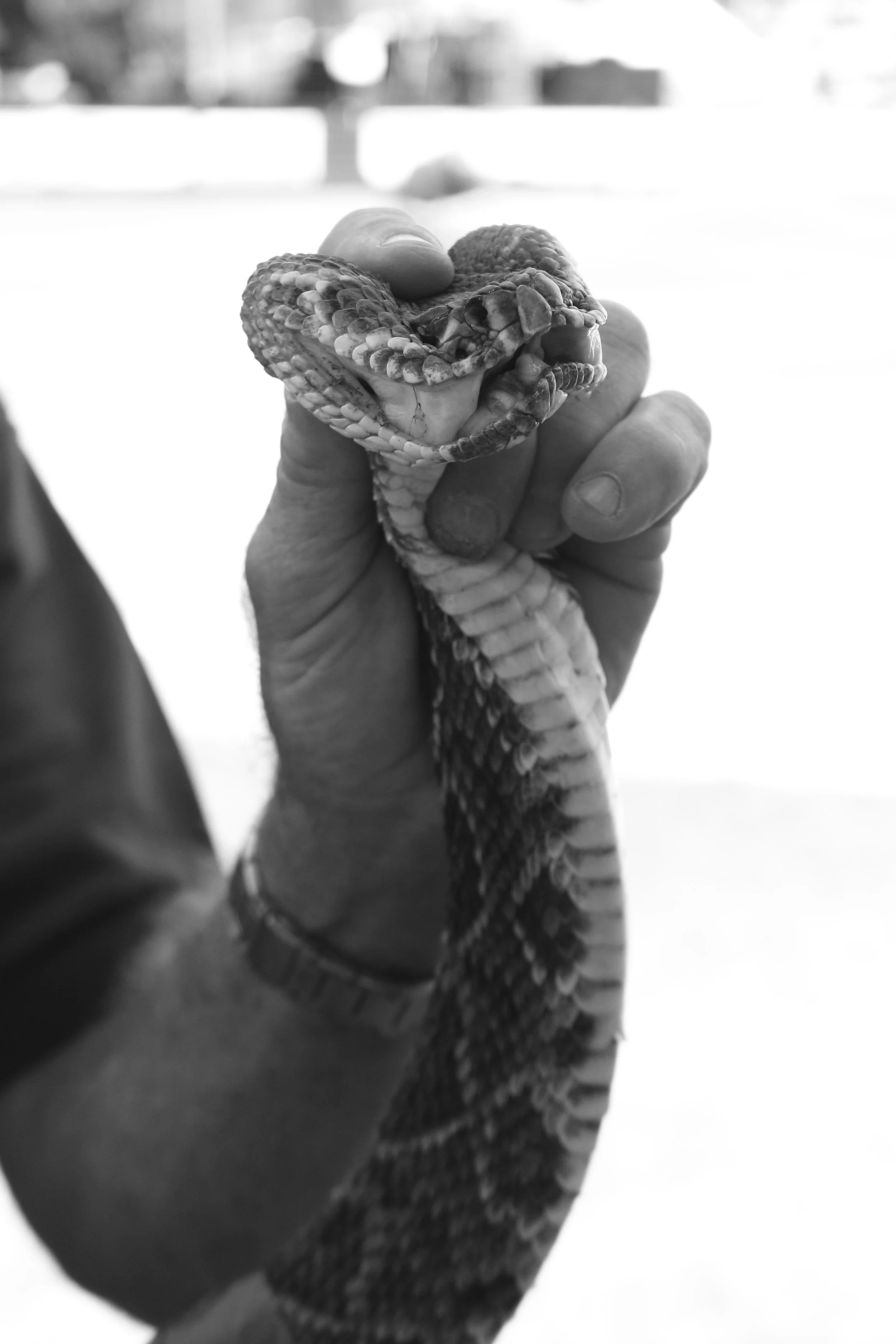 Rattlesnake Rodeo, Opp, AL.