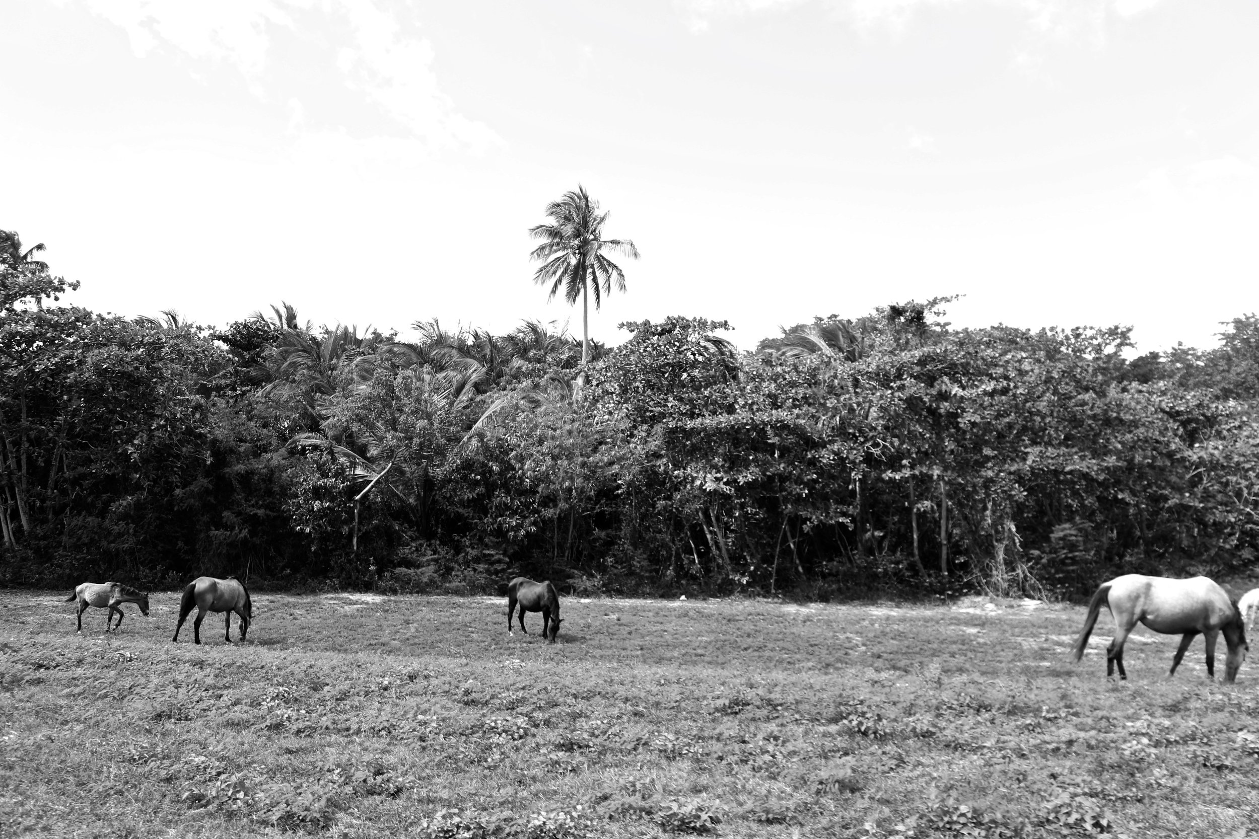  Vieques, Puerto Rico. 