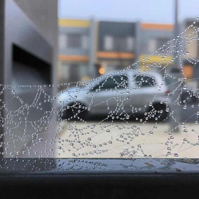 I will never get sick of looking at this image! Nature is so beautifully random.
.
#web #spiderweb #dew #dewdrops #droplets #morningdew #reflection #nature #amazing #perfection #beautiful #random #tiny #upclose #detail #throwback