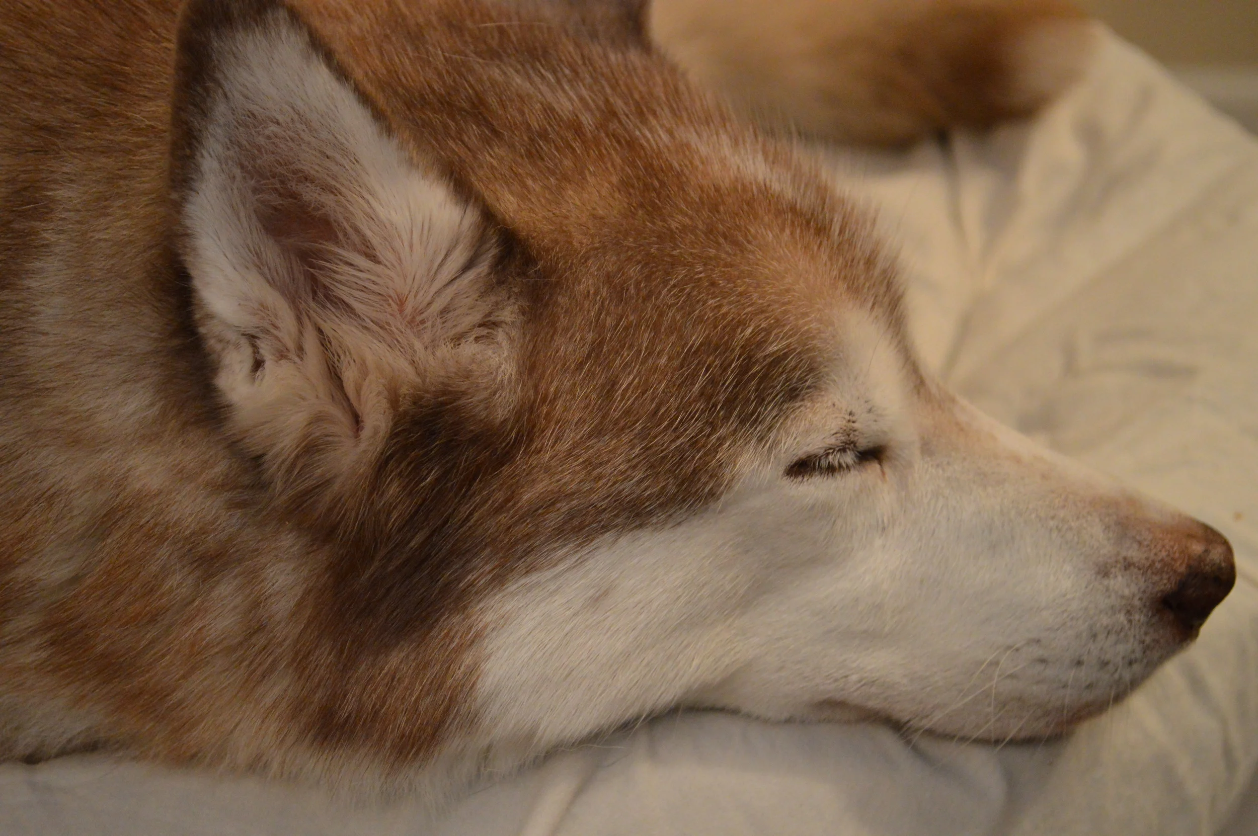 Alex taking a nap after Reiki.
