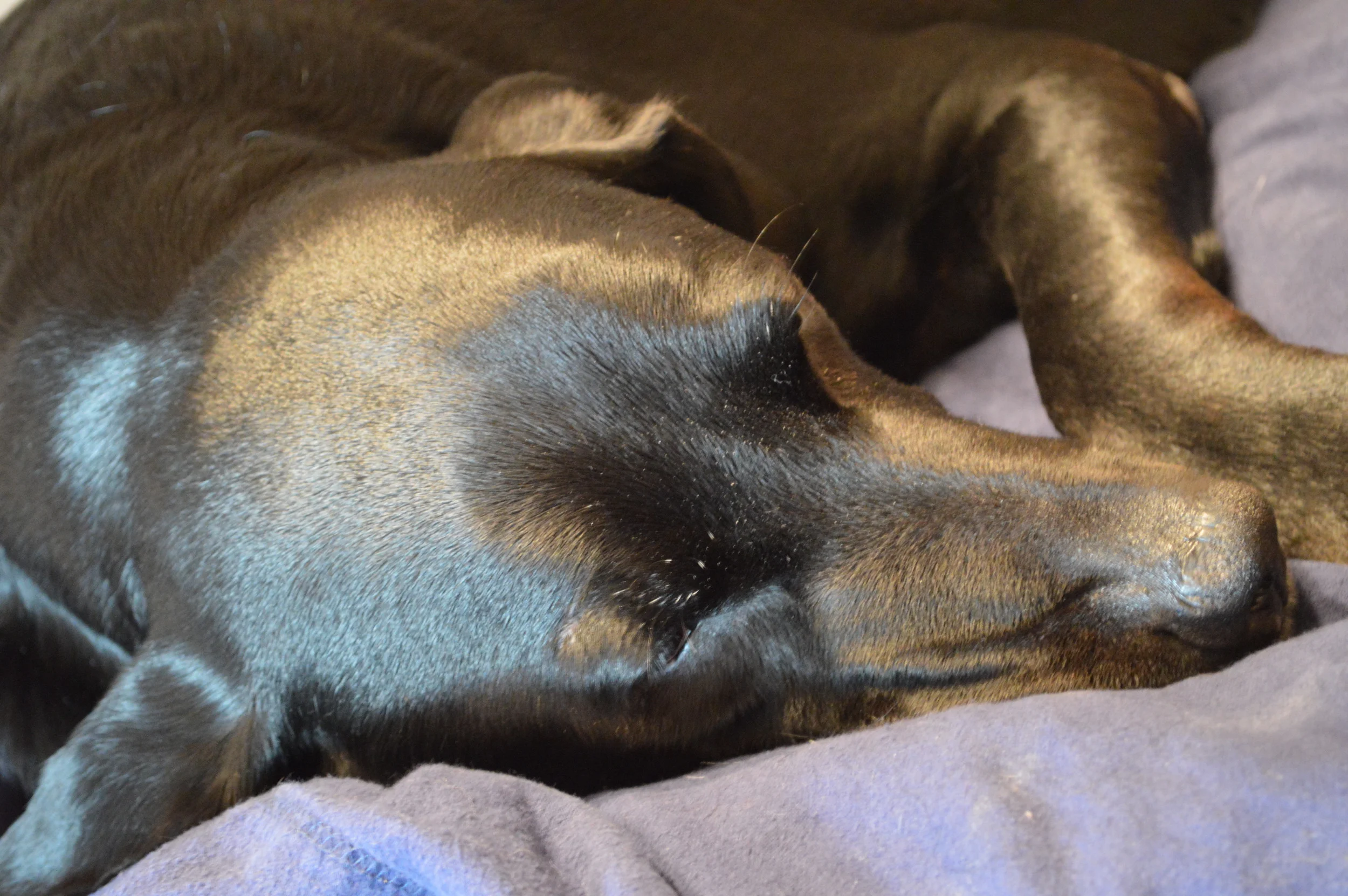 Gator taking a nap after Reiki.