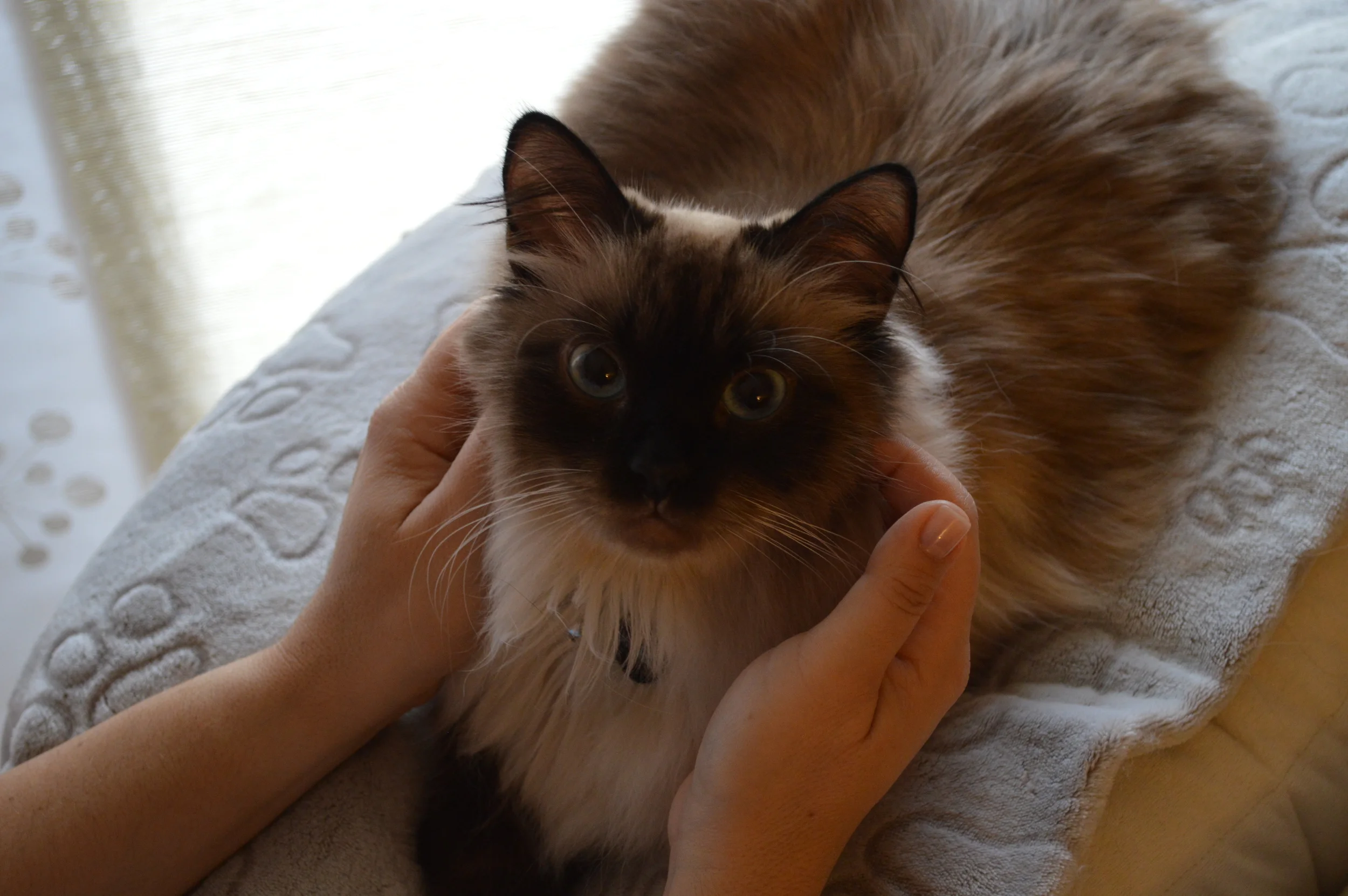 Sharing a Reiki space with Monet.