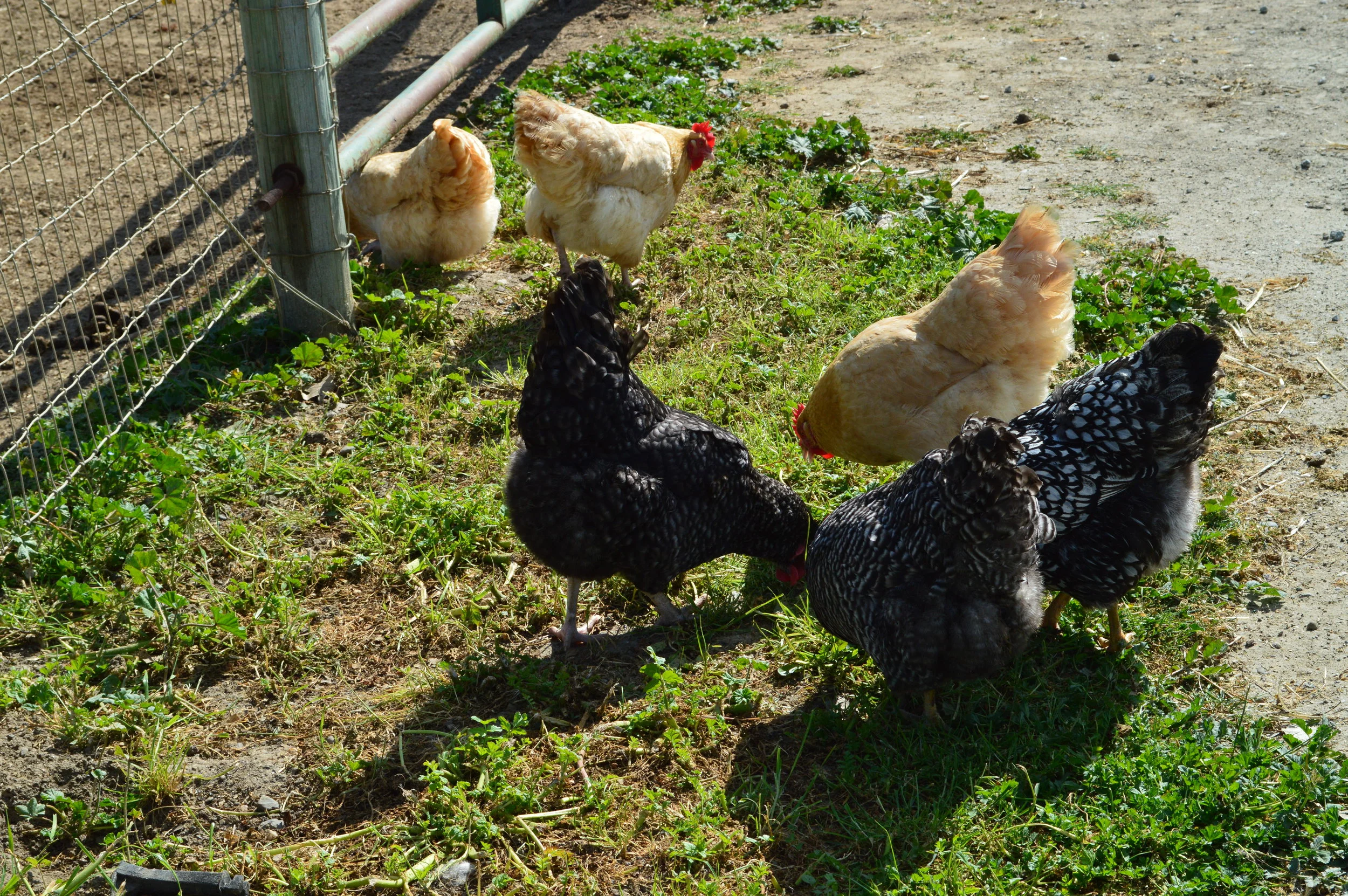 Cute Happy Chickens! 