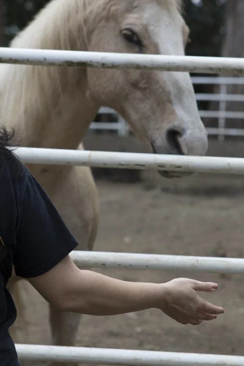 Sharing a Reiki space with horses at PMR.