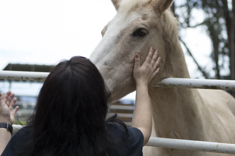 Sharing a Reiki space with horses at PMR.