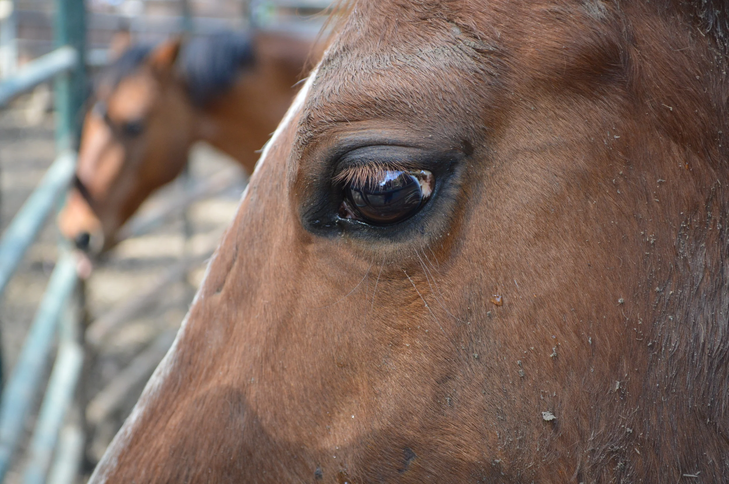 The eyes are the window of the soul... 