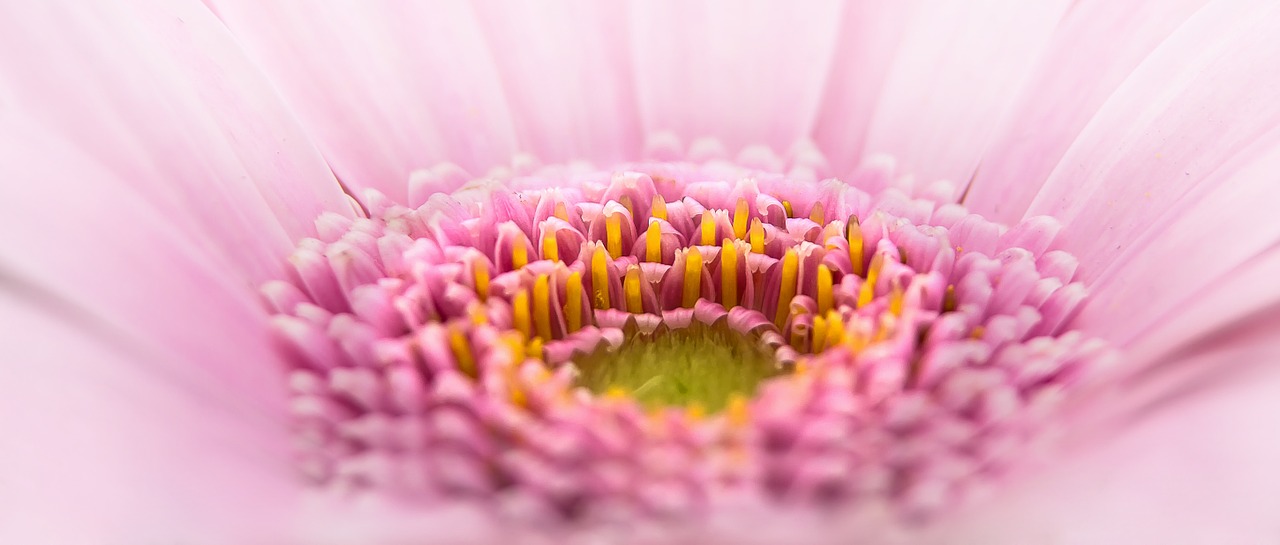 gerbera-611568_1280.jpg