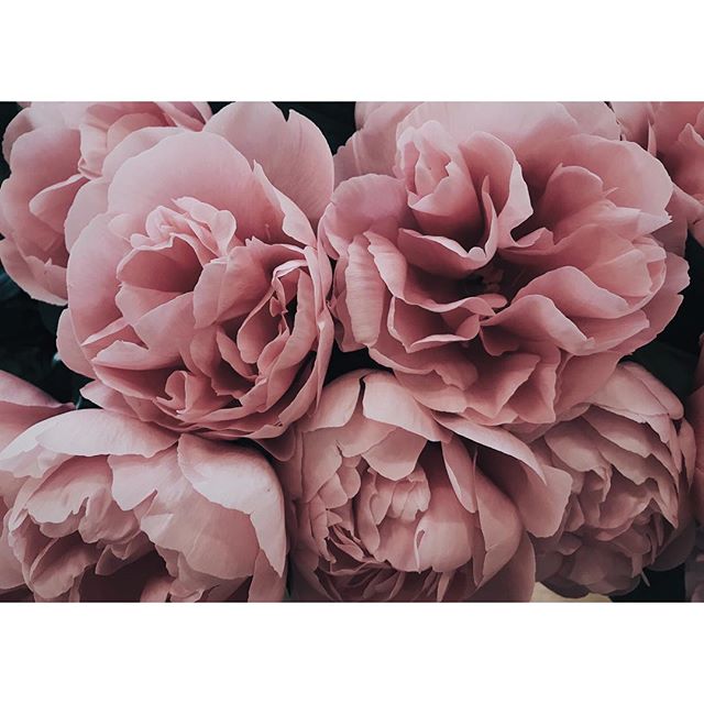 🌸☁️🌸