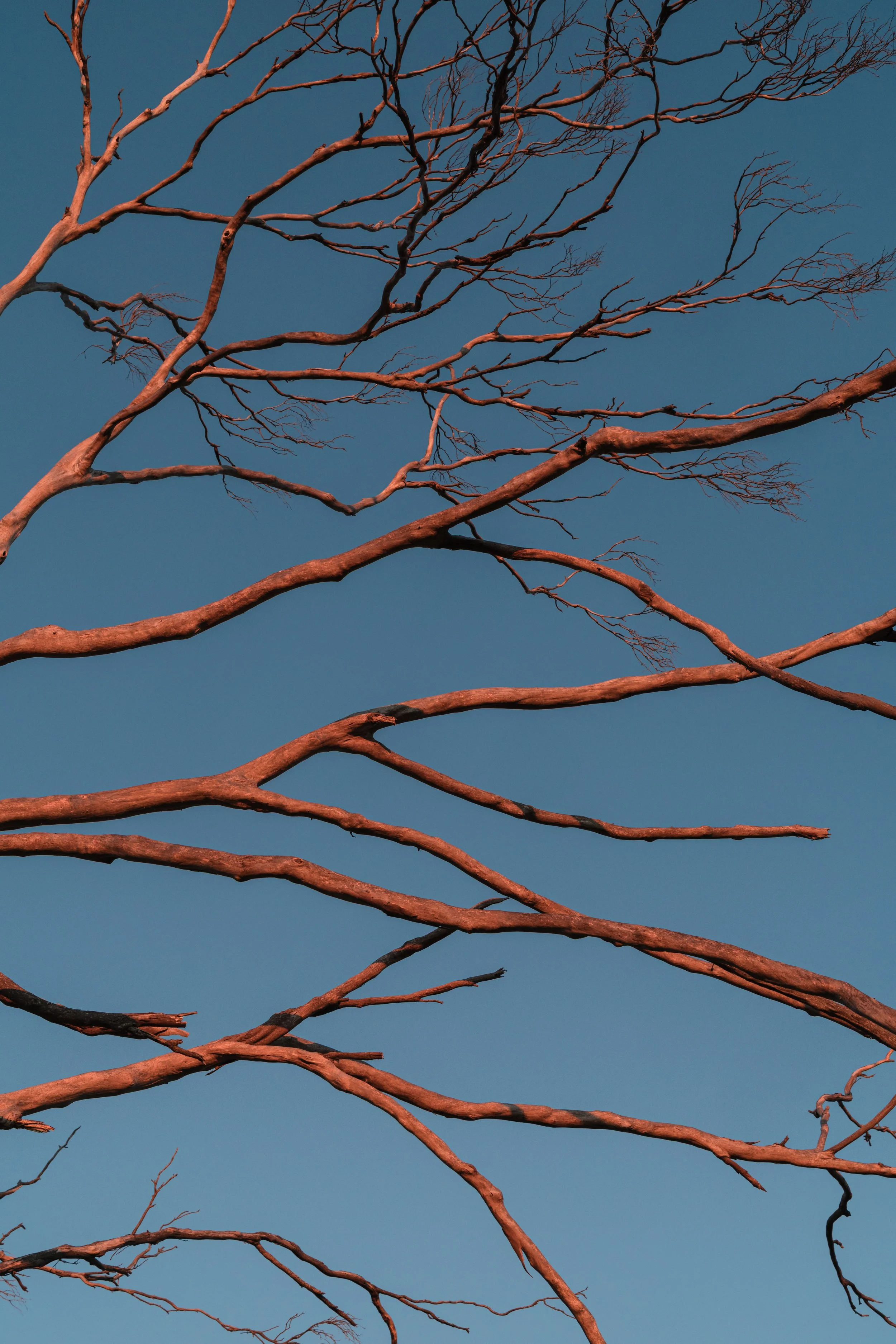 WIP-Winter-Tassie-1.jpg