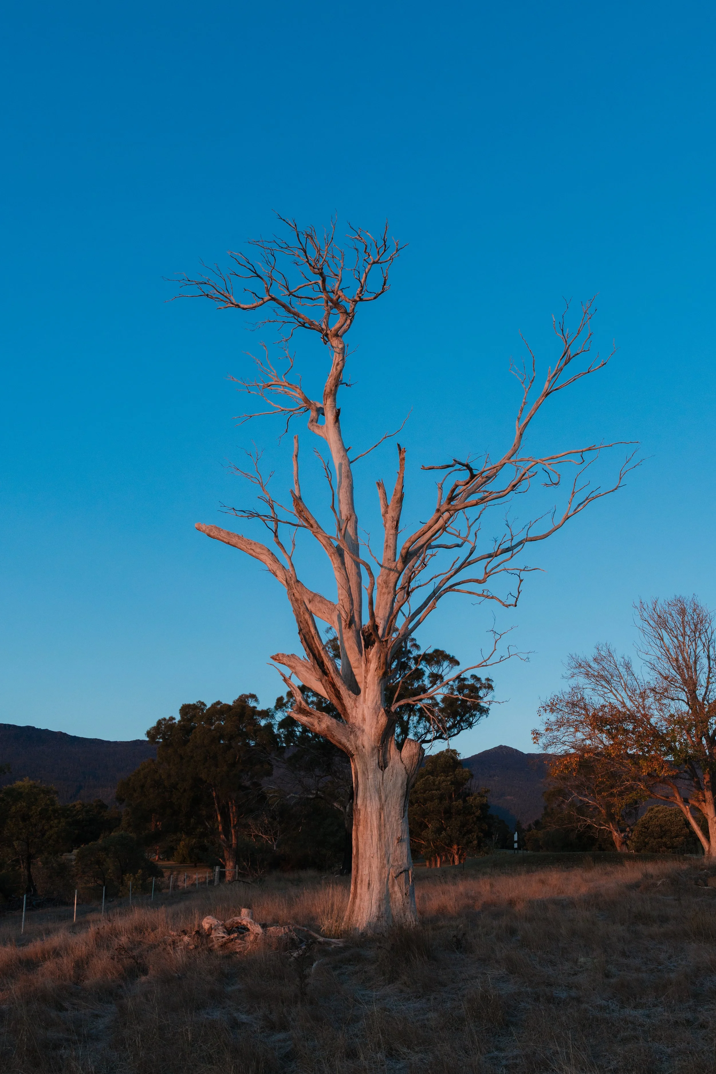 WIP-Winter-Tassie-5.jpg