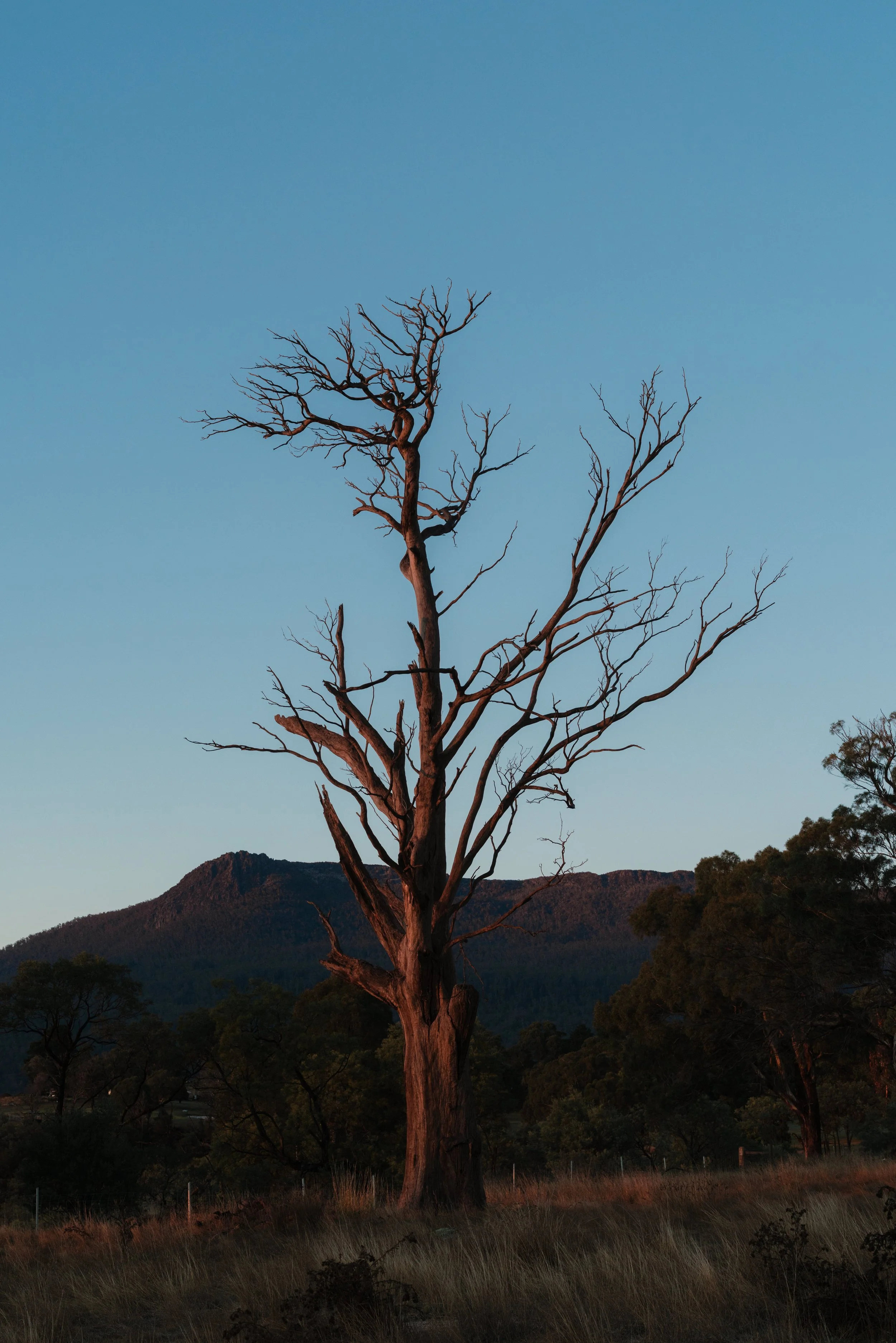 WIP-Winter-Tassie-12.jpg