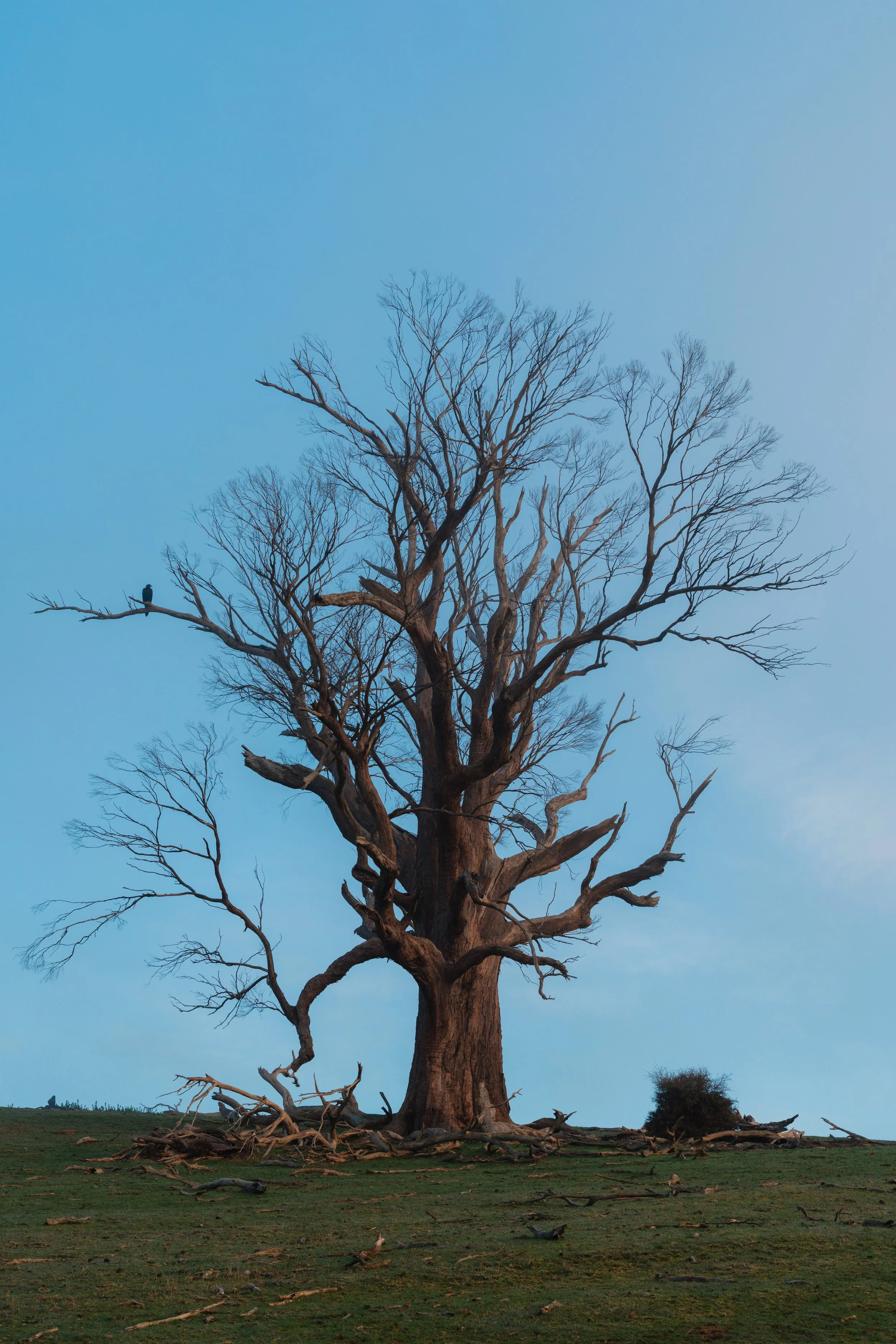 WIP-Winter-Tassie-13.jpg
