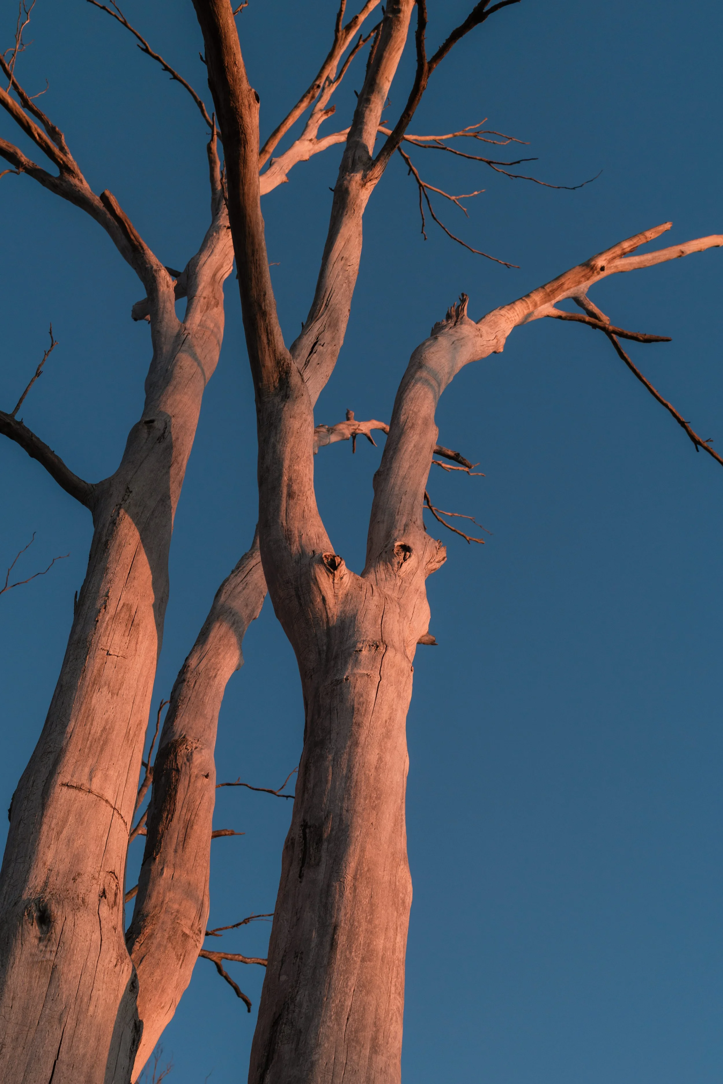 WIP-Winter-Tassie-6.jpg