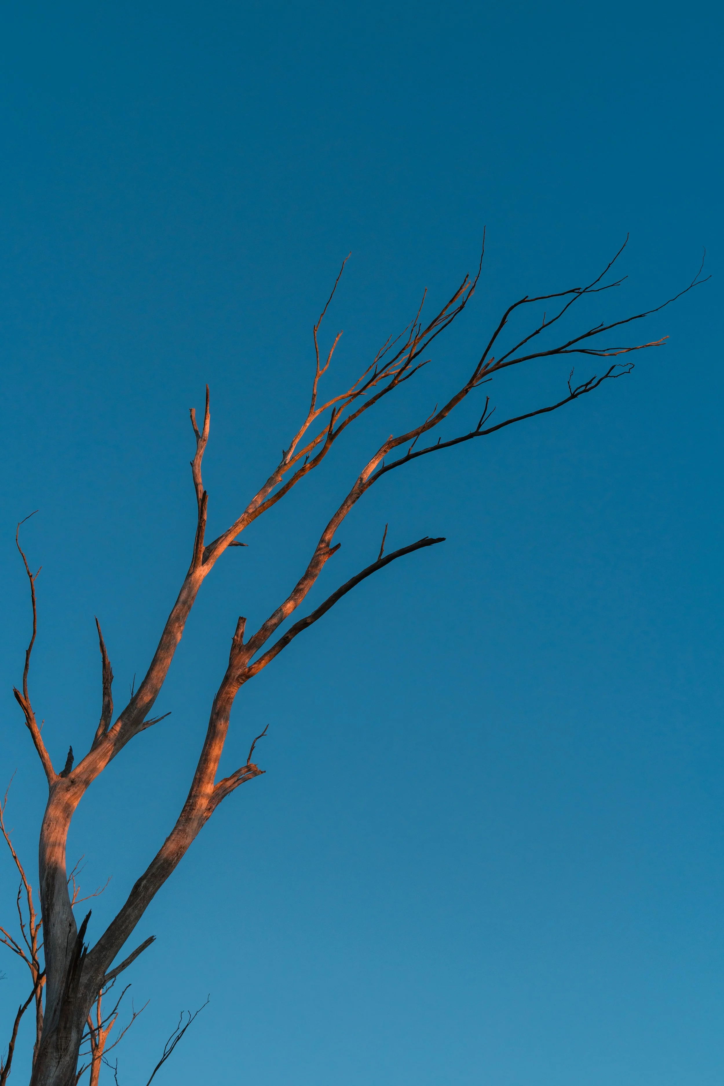 WIP-Winter-Tassie-8.jpg