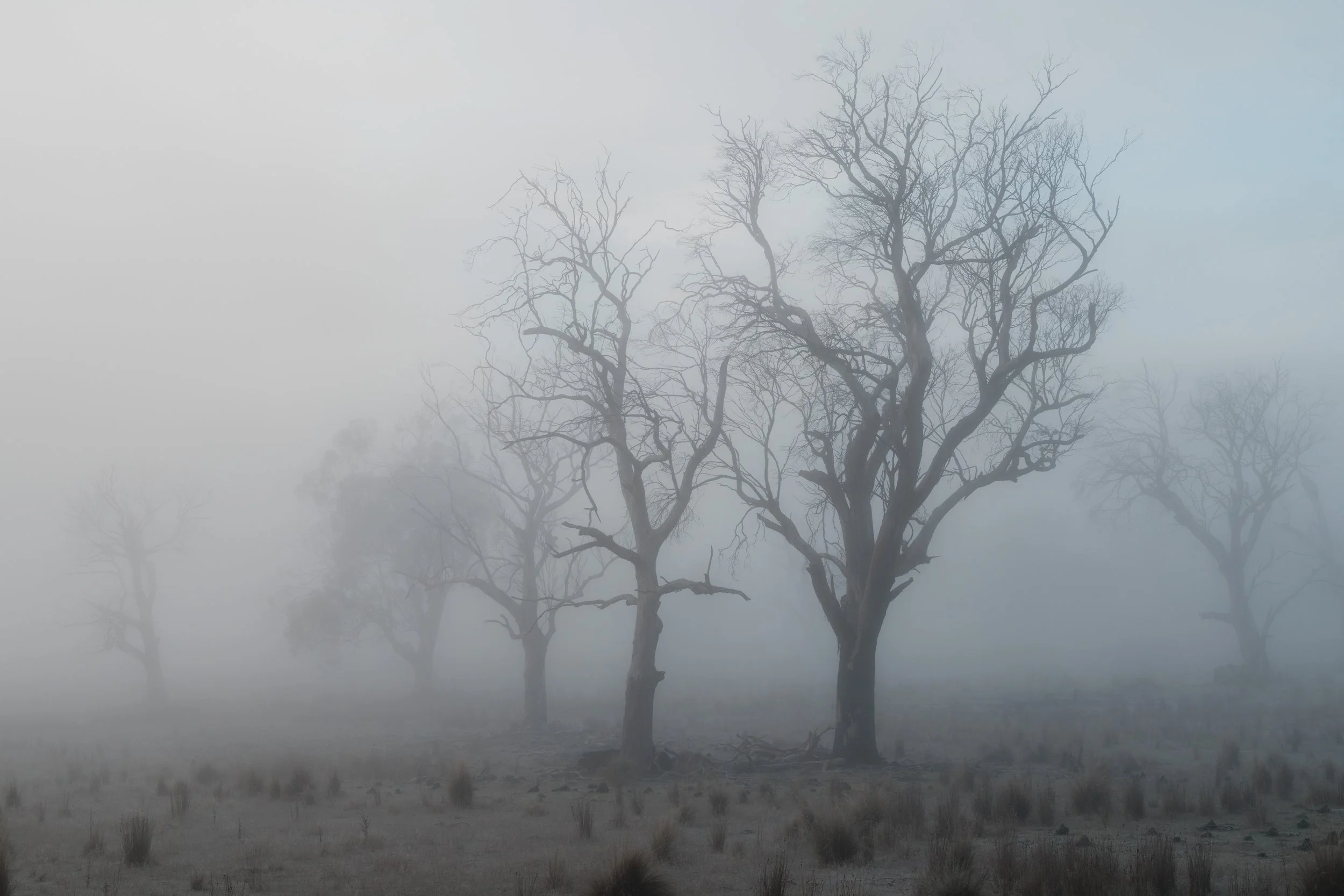 WIP-Winter-Tassie-3.jpg