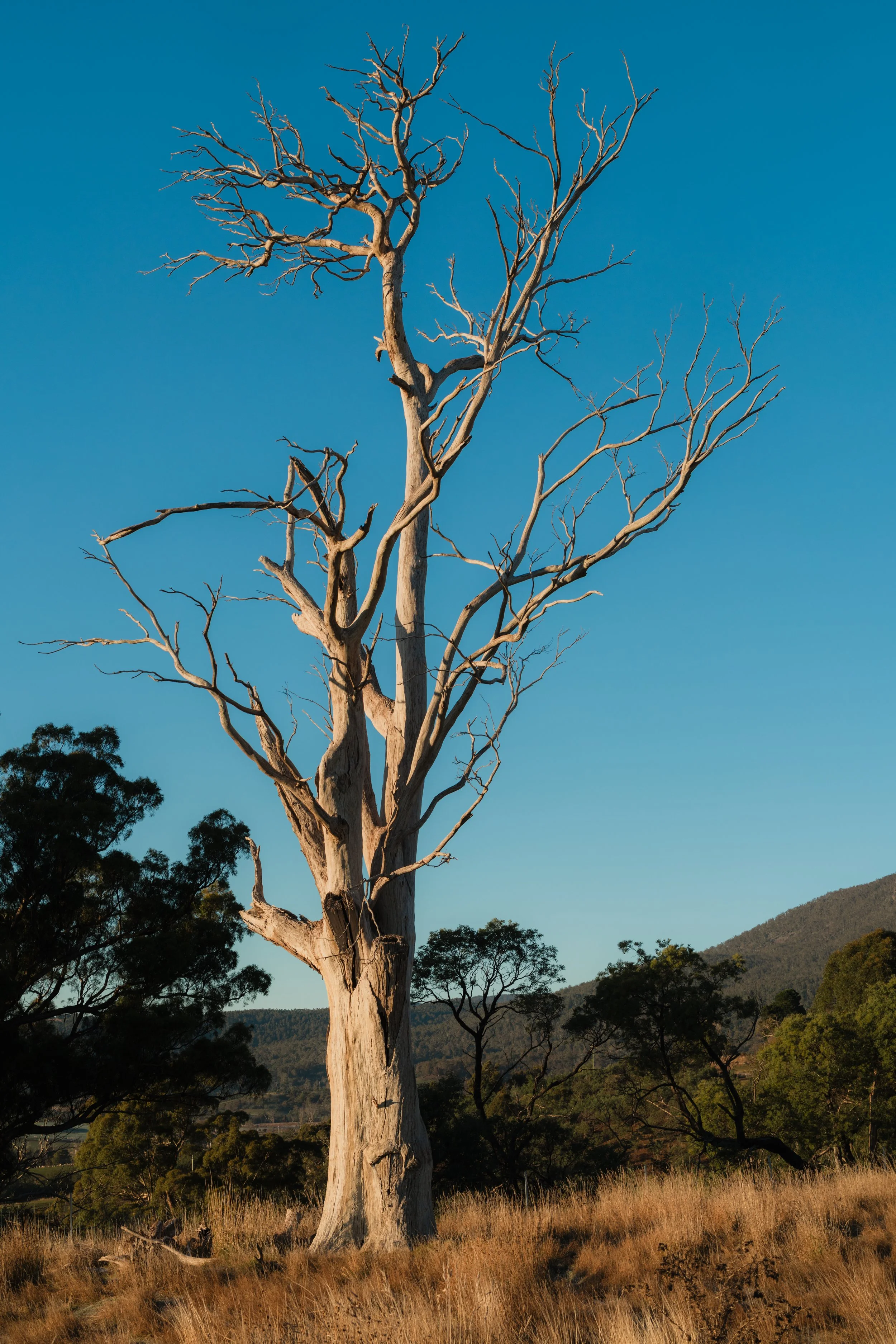 WIP-Winter-Tassie-2.jpg