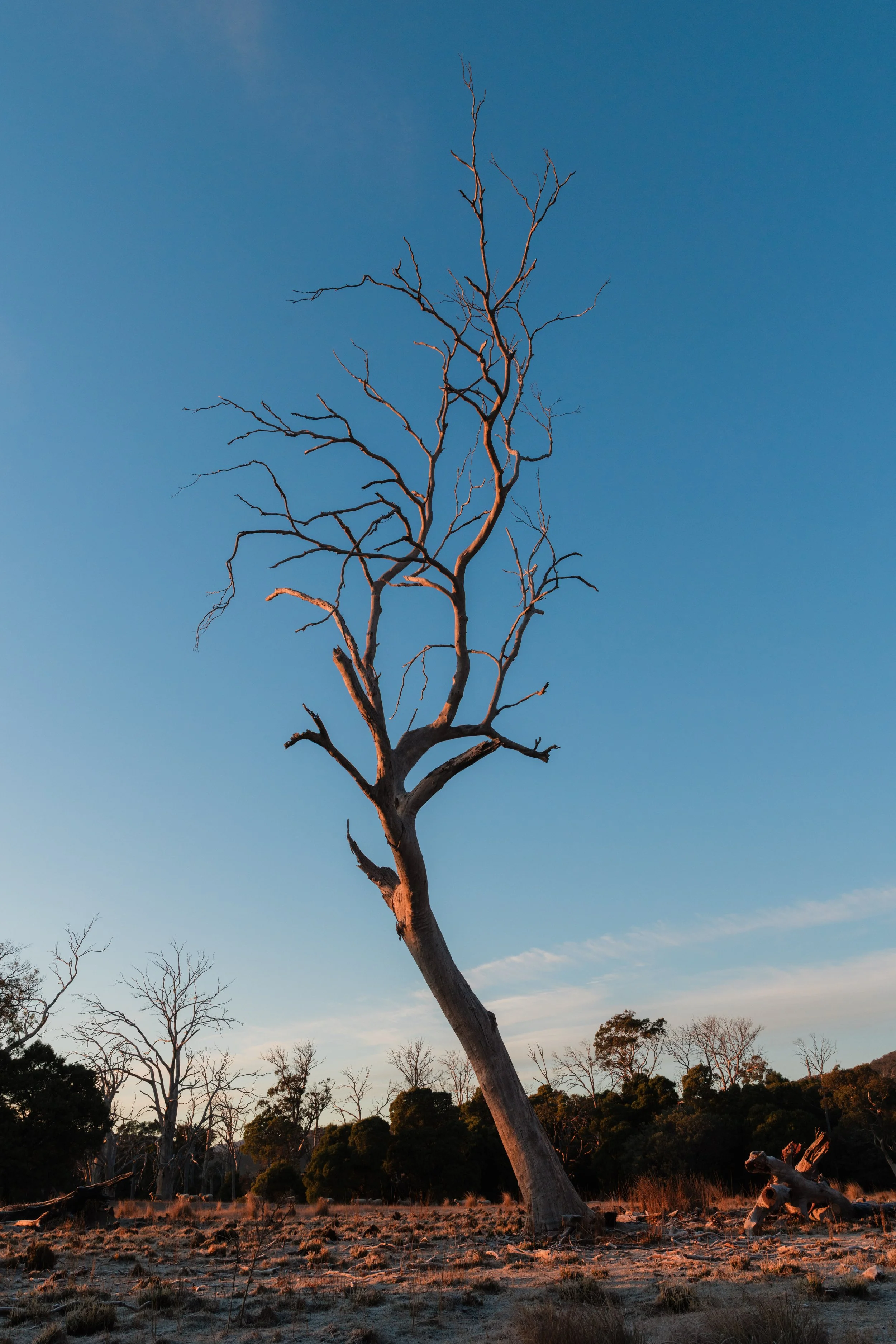 WIP-Winter-Tassie-4.jpg