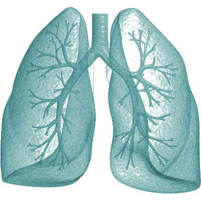 Lungs