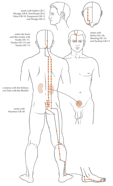 An example of one of the channels of acupuncture - the Bladder channel. When working on a neck problem, for example, the whole channel needs to be 'opened' rather than just concentrating on the area of pain. This image is taken from www.amanualofacupuncture.com