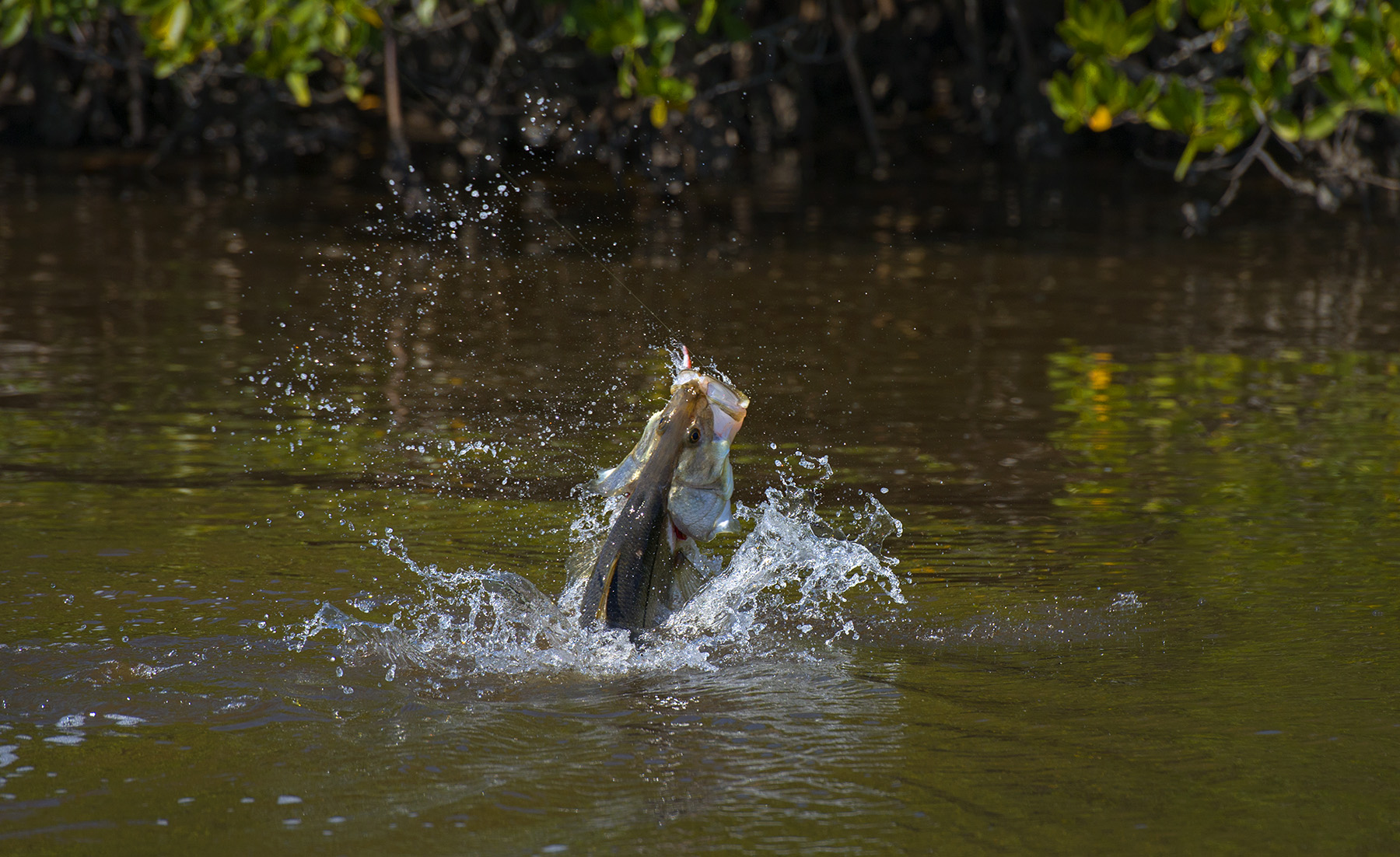 big-huge-monster-snook-in-the-backcountry-of-the-everglades-national-park