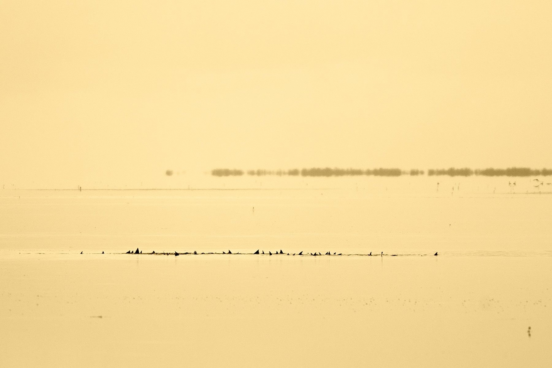 sunset-redfish-tailing-school-slick-calm-jason-stemple-saltwater-experience