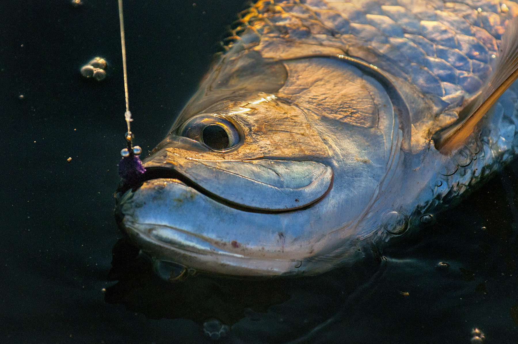 tarpon-on-fly-florida-keys-fly-fishing-with-saltwater-experience-by-jason-stemple