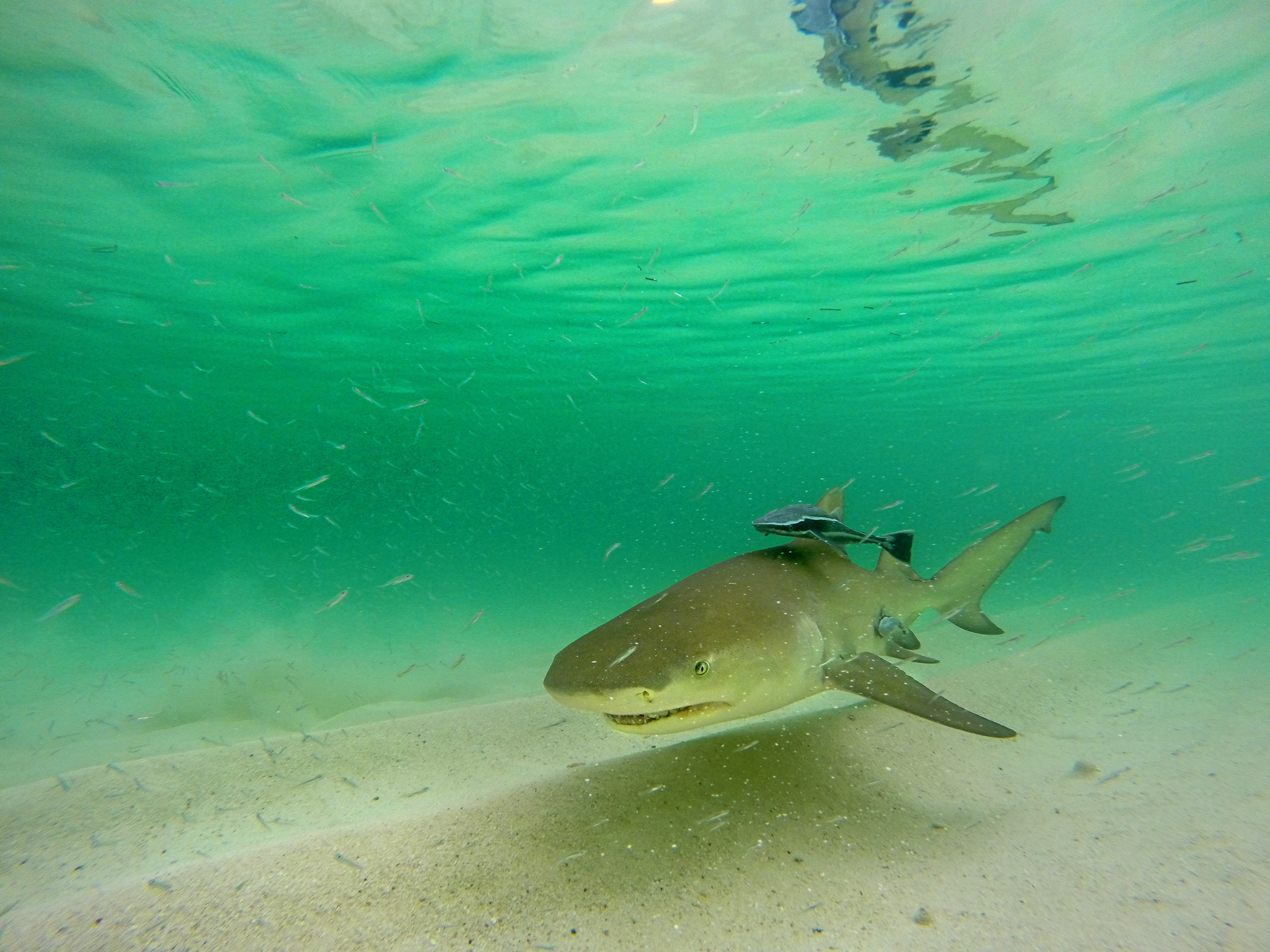 lemon-shark-underwater-in-the-florida-keys-flats-saltwater-experience-jason-stemple