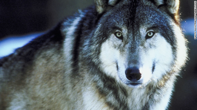 121020124855-gray-wolf-thinkstock-horizontal-gallery.jpg
