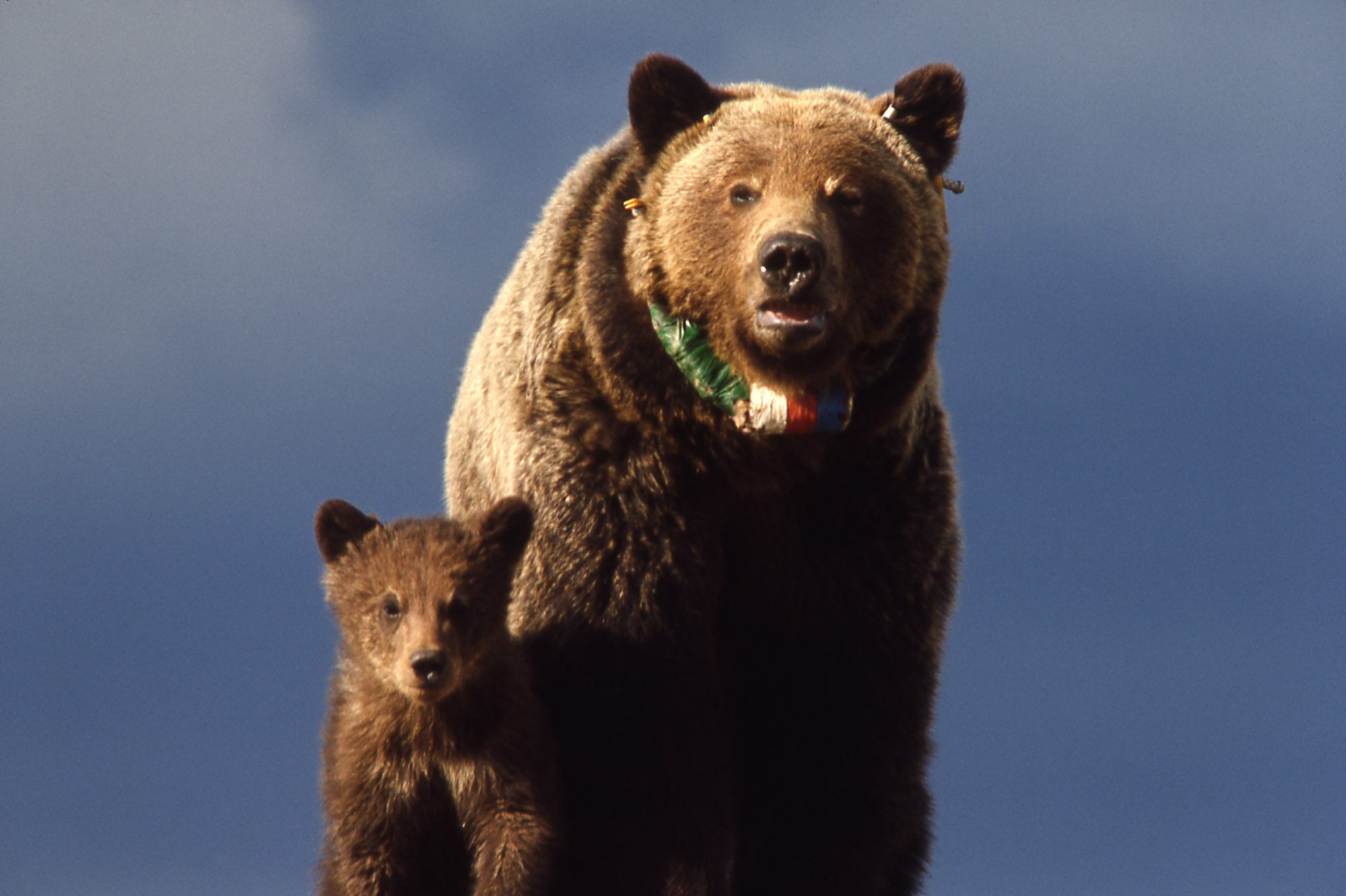 Yellowstone-grizzly-00156.jpg