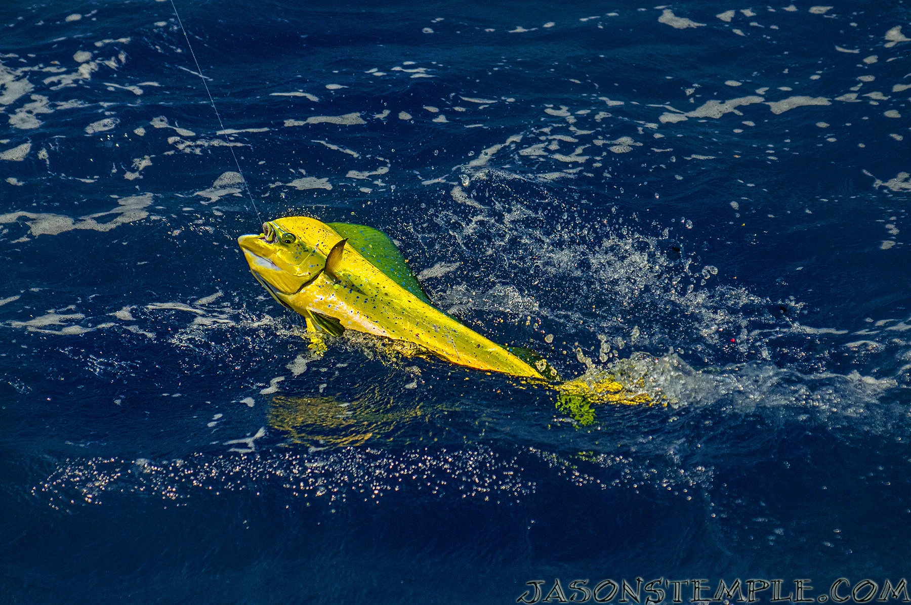 Kids Dolphin Show 2015 S10 ep1- Photo Blog-by Jason Stemple