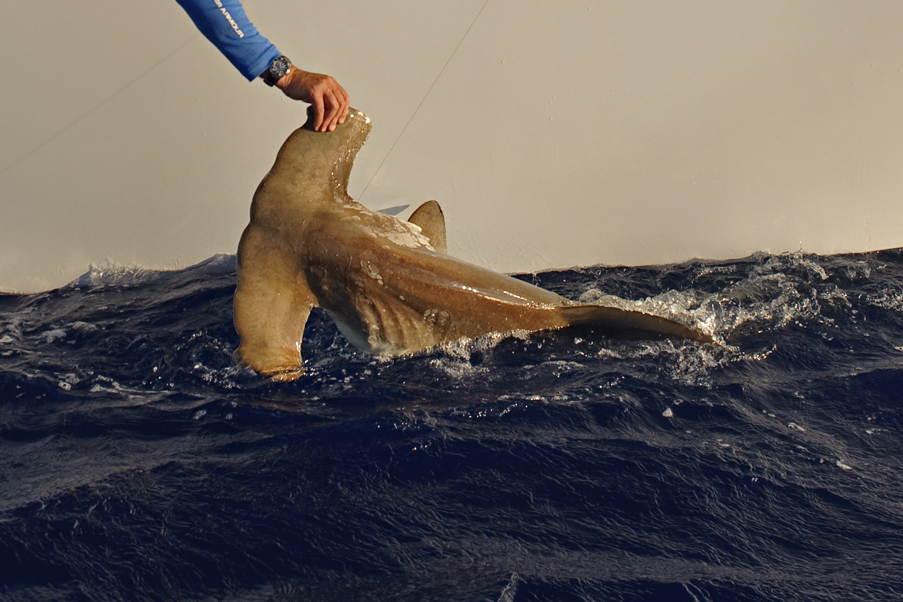 An offshore Hammerhead Shark ready for release. Nikon D700, 44mm, f/8, 1/640 sec with Into the Blue