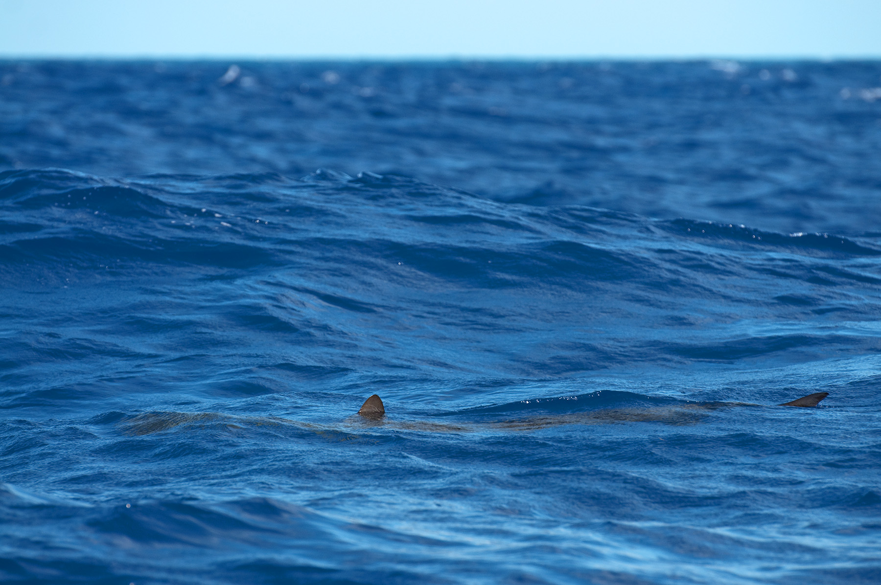 A hammerhead that just emerged offshore. Nikon d300s, 200mm, f/5.0, 1/400 sec