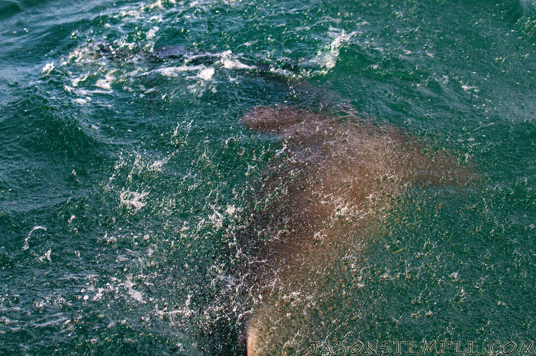 The massive hammerhead grabbing the tarpon by the tail with its own tail still under our boat. nikon d300s, 70mm, f/5.0, 1/800 sec Saltwater Experience