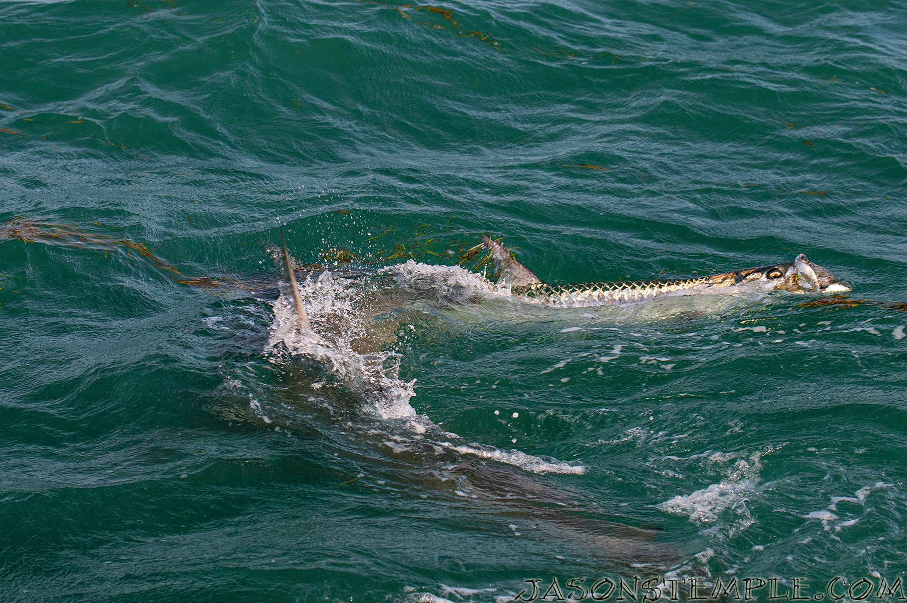 Hammerhead Shark eating a tarpon at Bahia Honda NIKON D300S, 70MM, F/5.0, 1/800 SEC