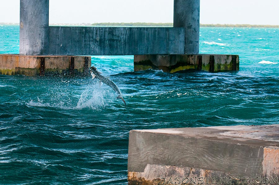 after adjusting the rig with local knowledge, rich hooks up and his tarpon heads for the goalposts. nikon d300s, 100mm, f/5.0, 1/640 sec