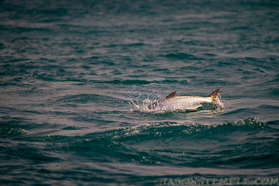 thousands of fish rolled in after the tide turned. nikon d800, 420mm, f/5.6, 1/2500 sec